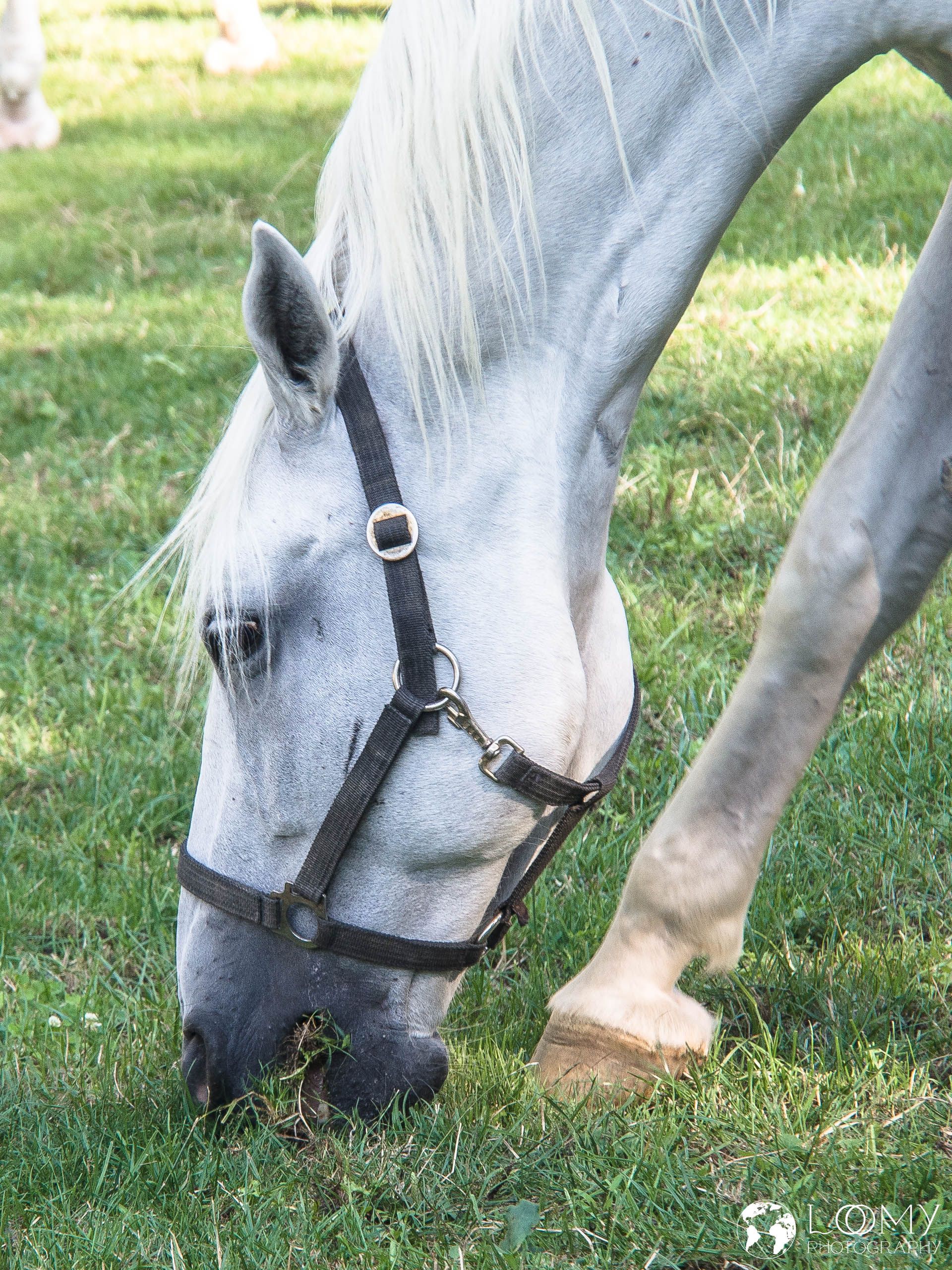 Lipizzaner