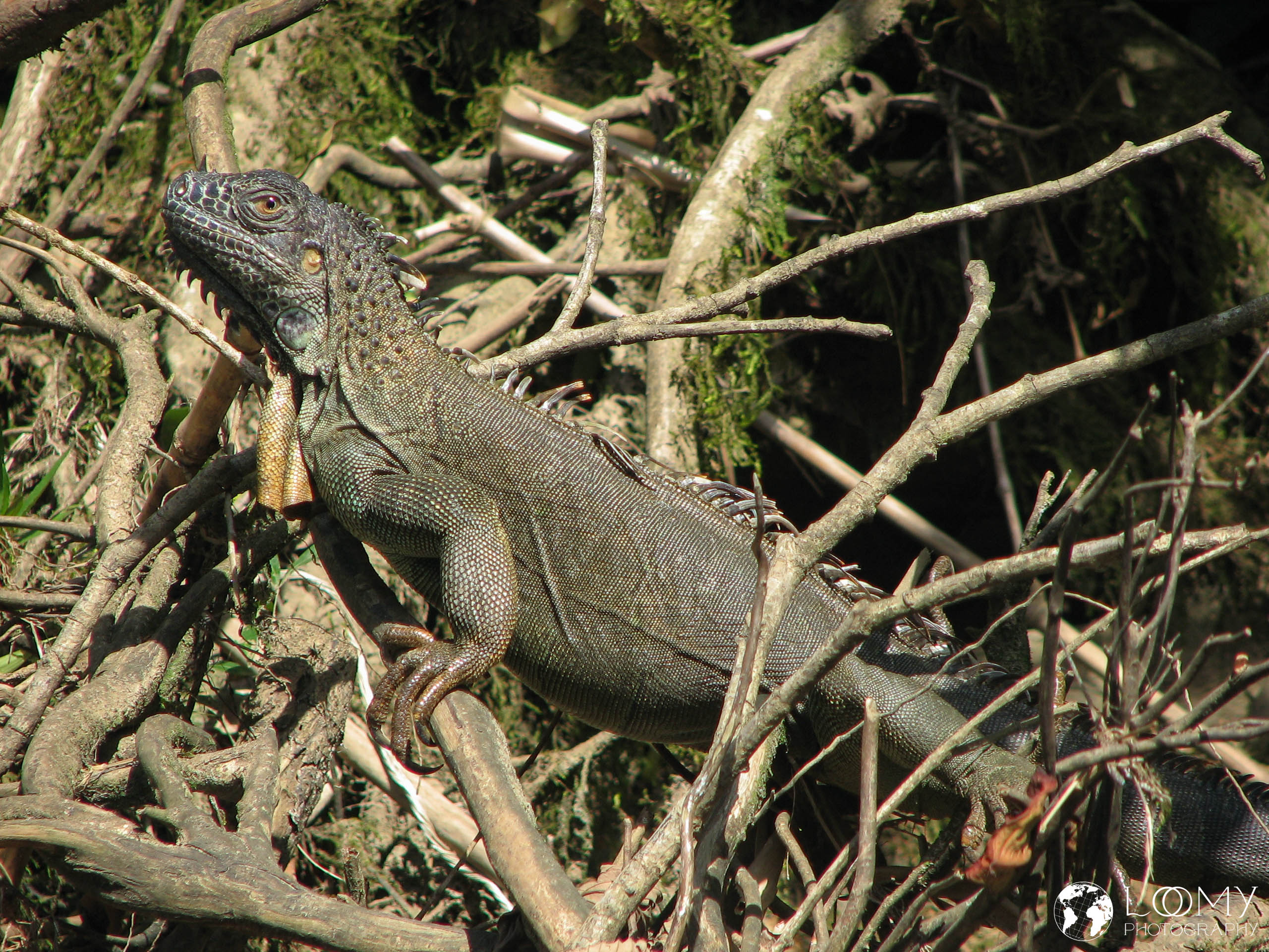 Leguan