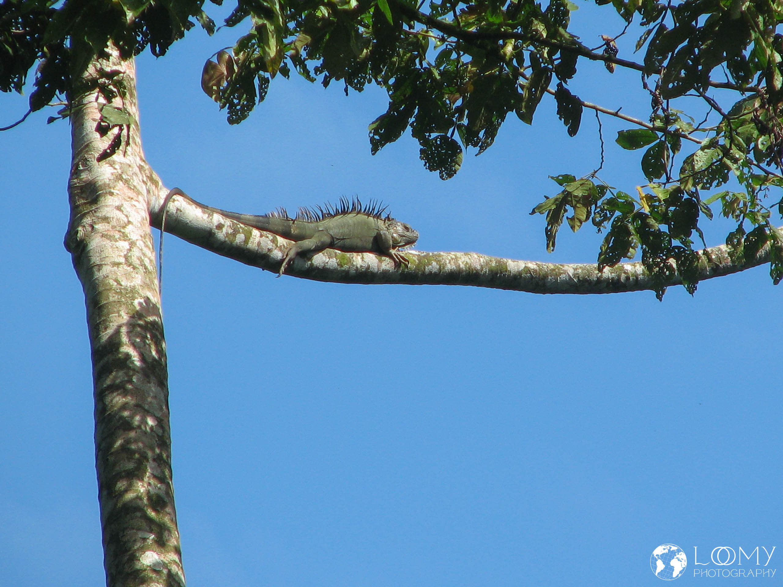 Leguan