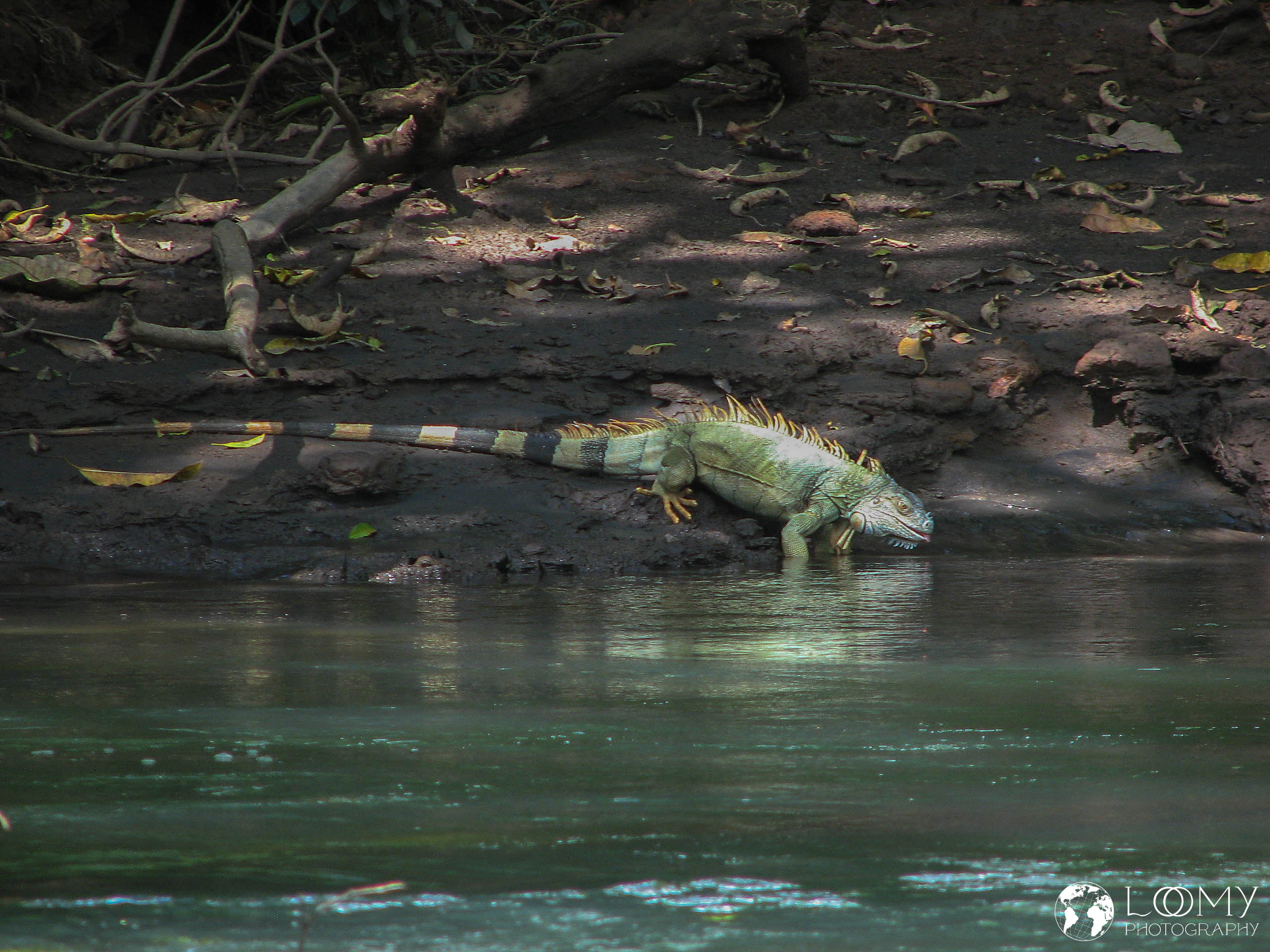 Leguan