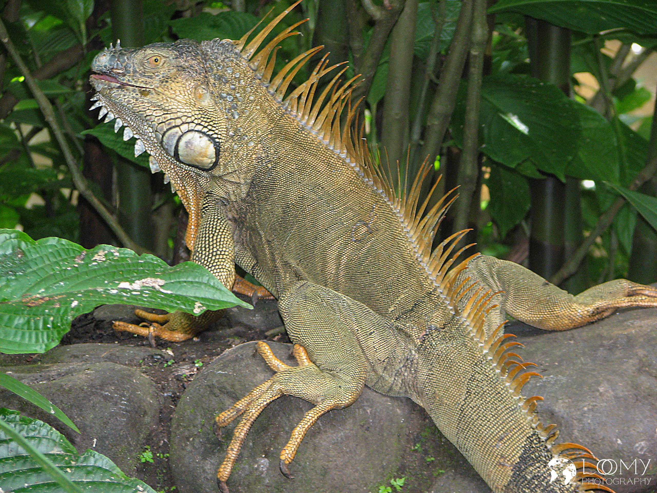 Leguan