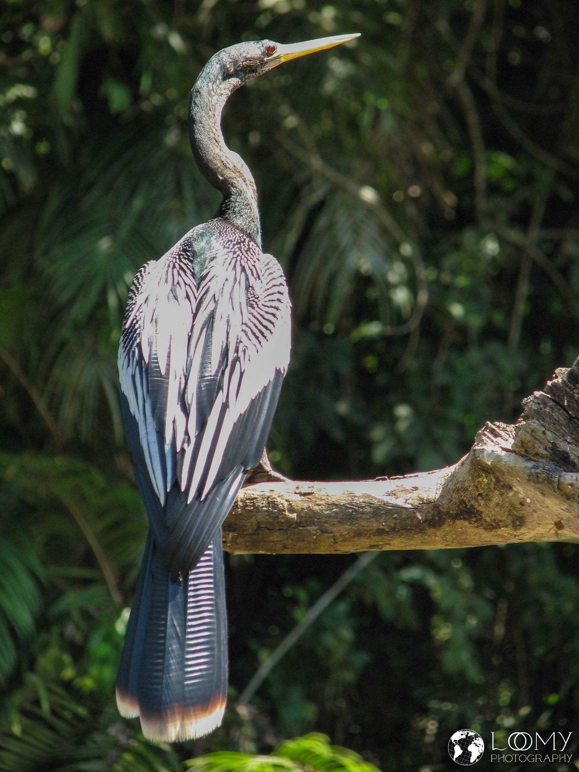 Schlangenhalsvogel (Anhinga)