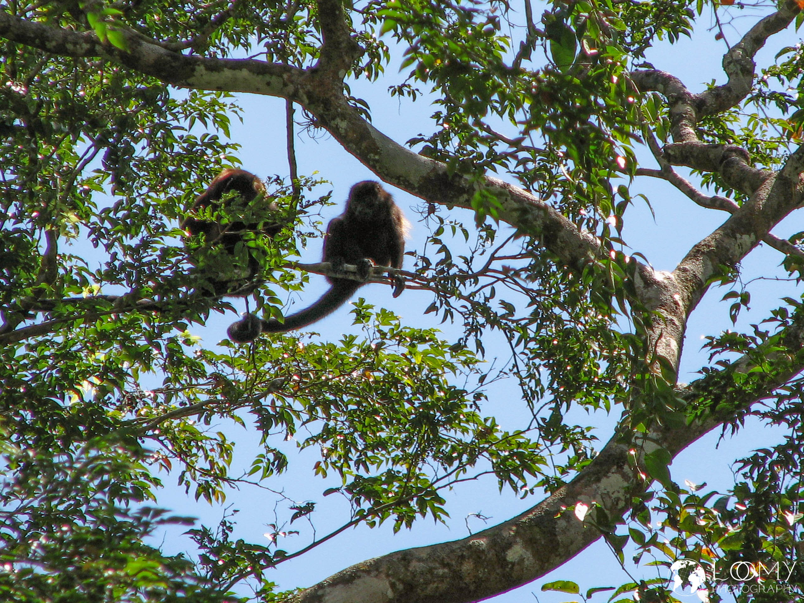 Brüllaffe (Howler Monkey)