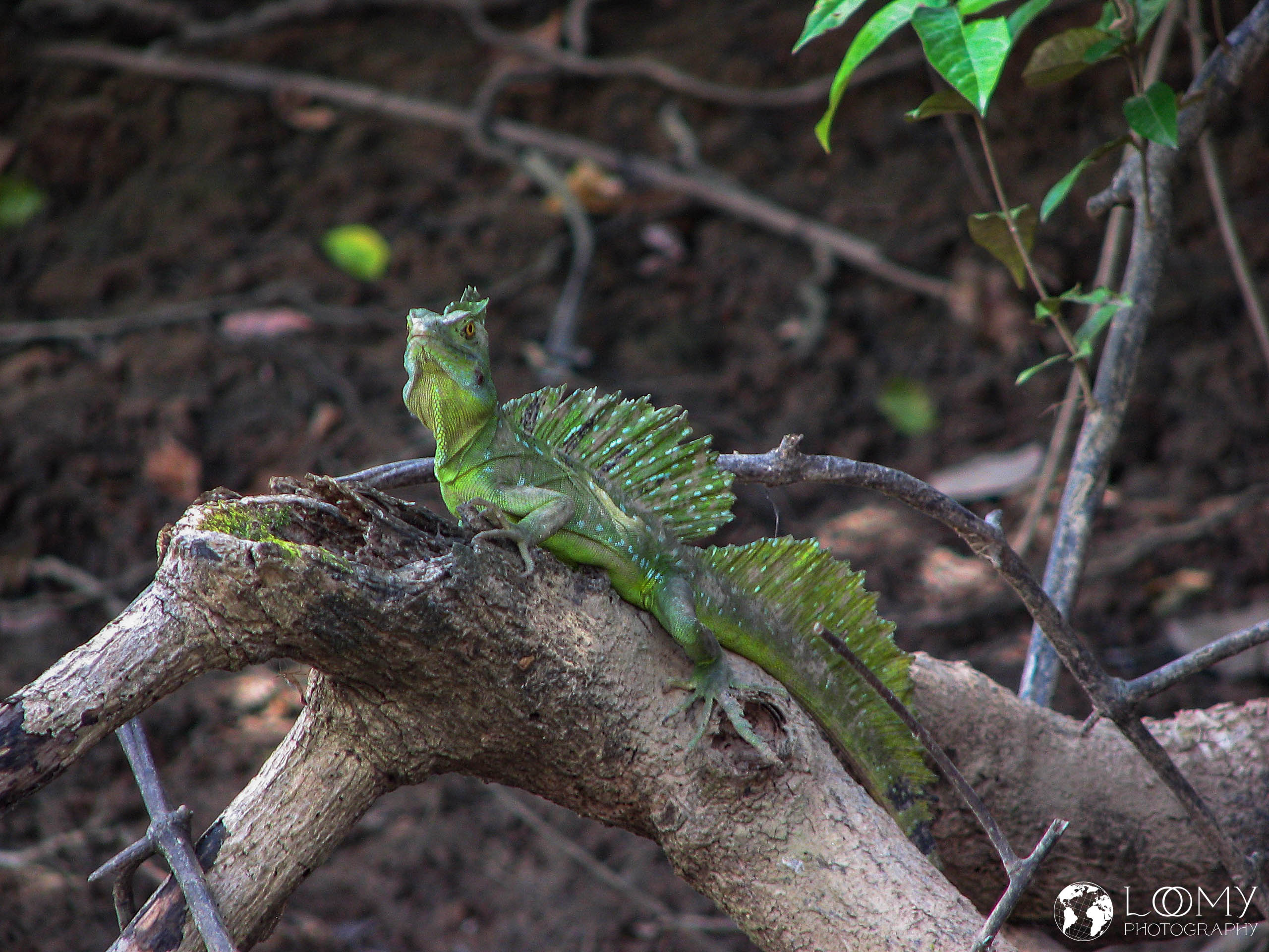 Jesus Christ Lizard