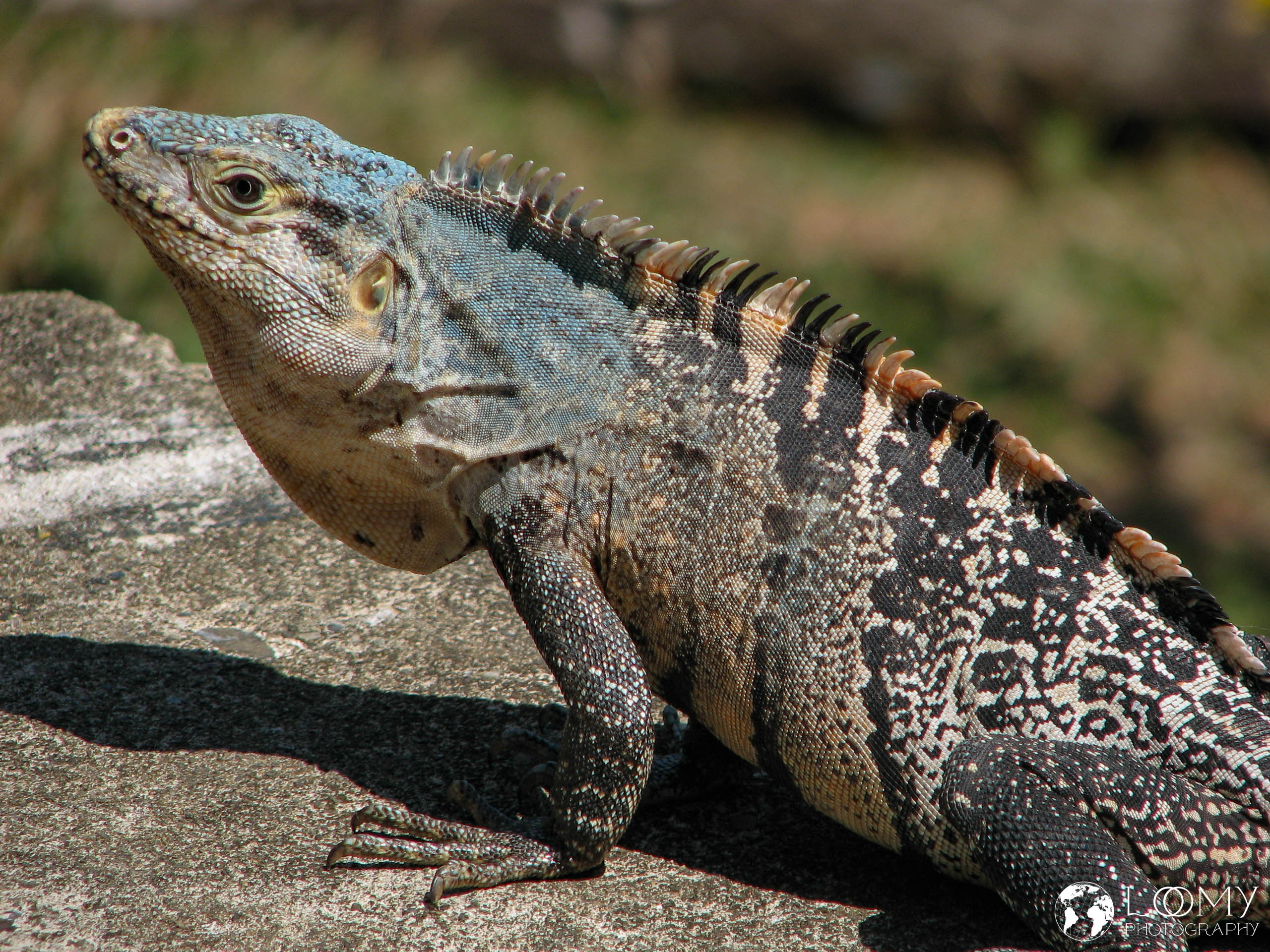 Leguan