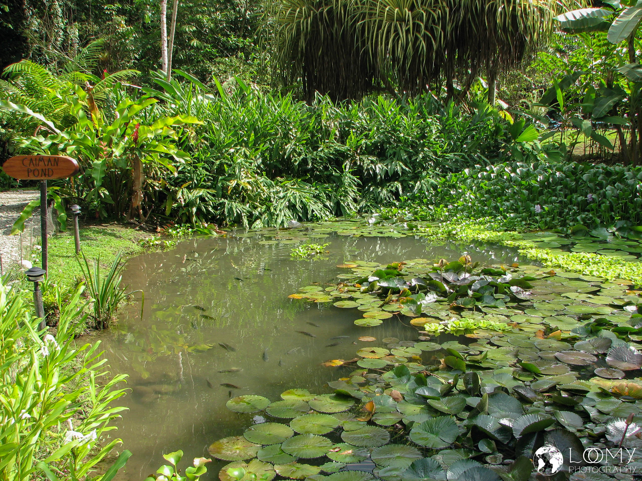 Caiman Pond