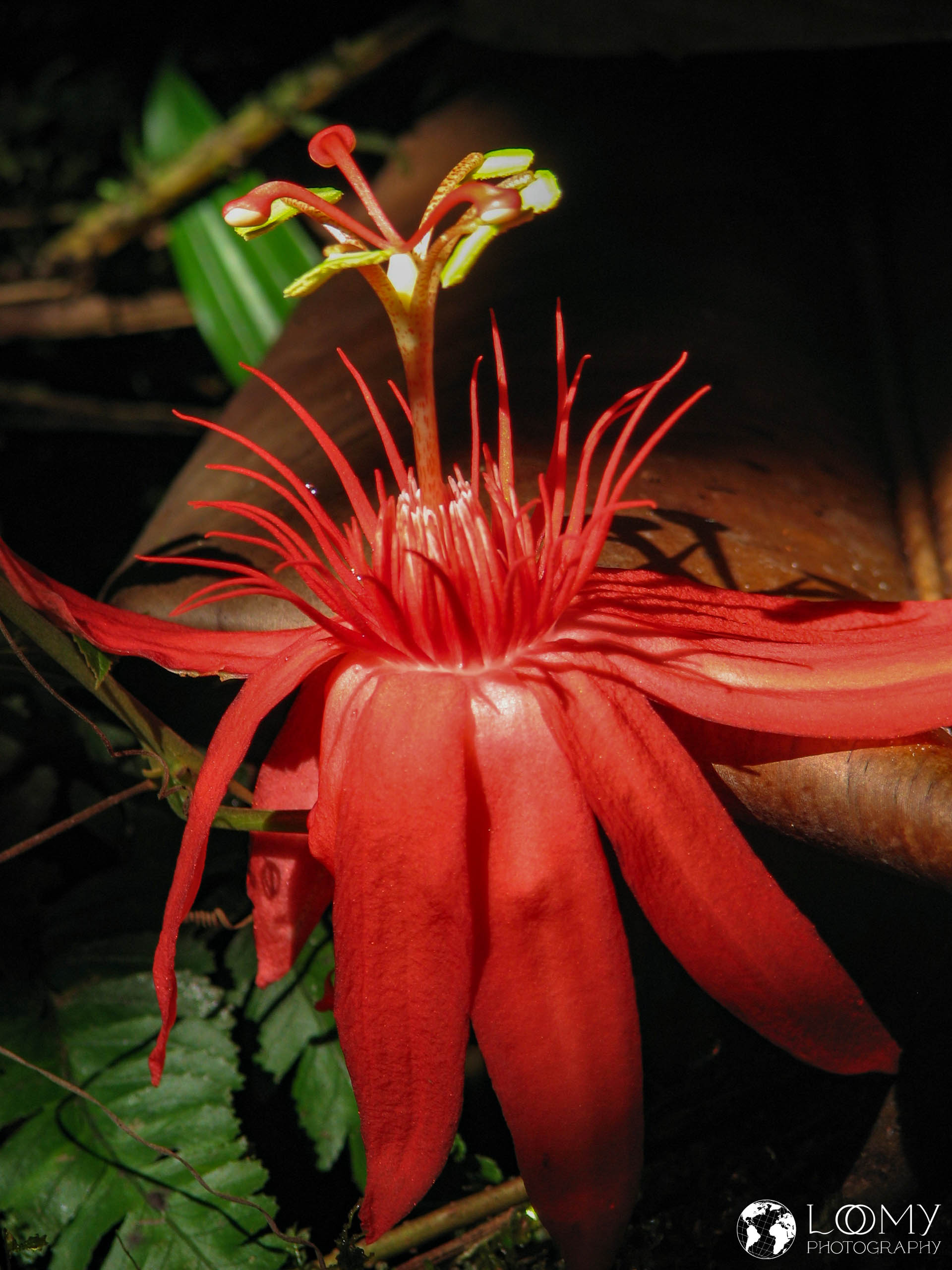 Passionsblume