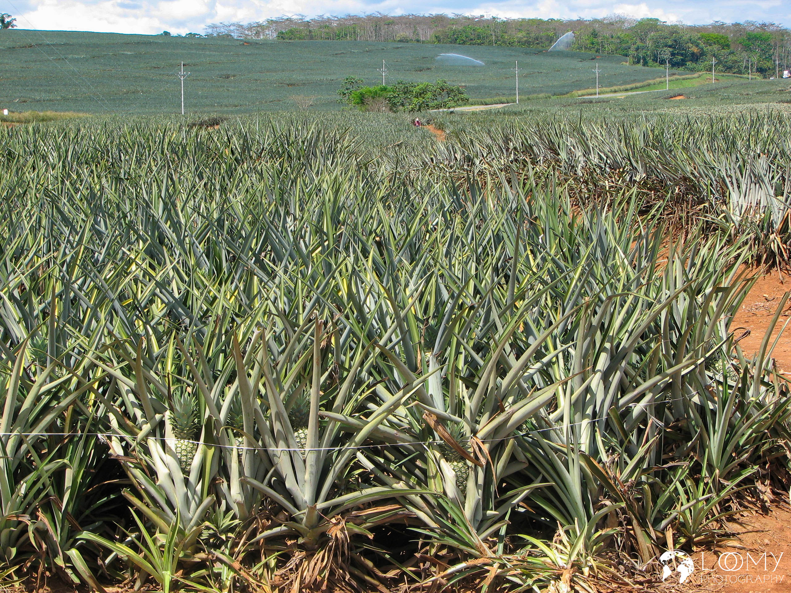 Ananasplantage