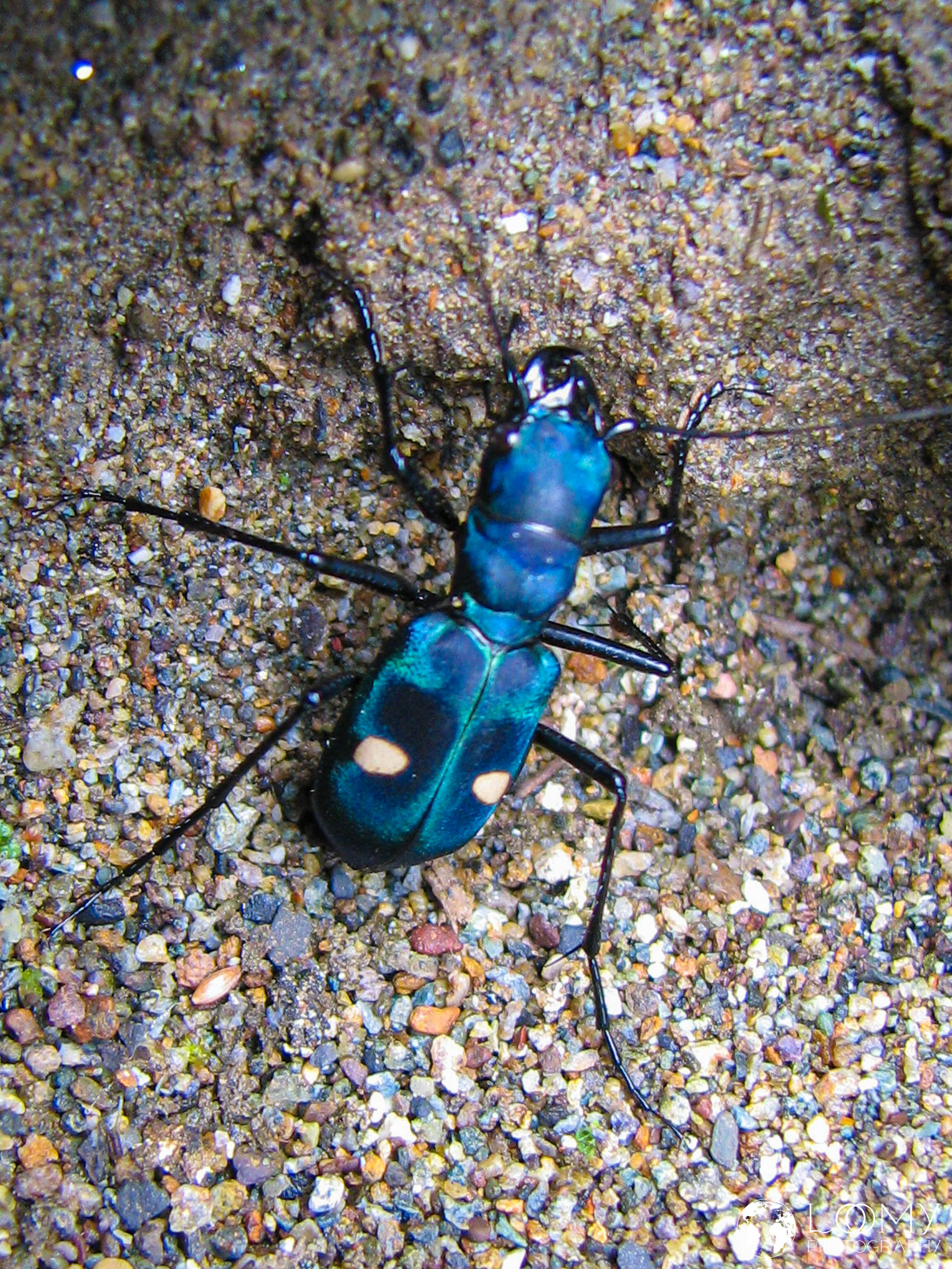 Käfer