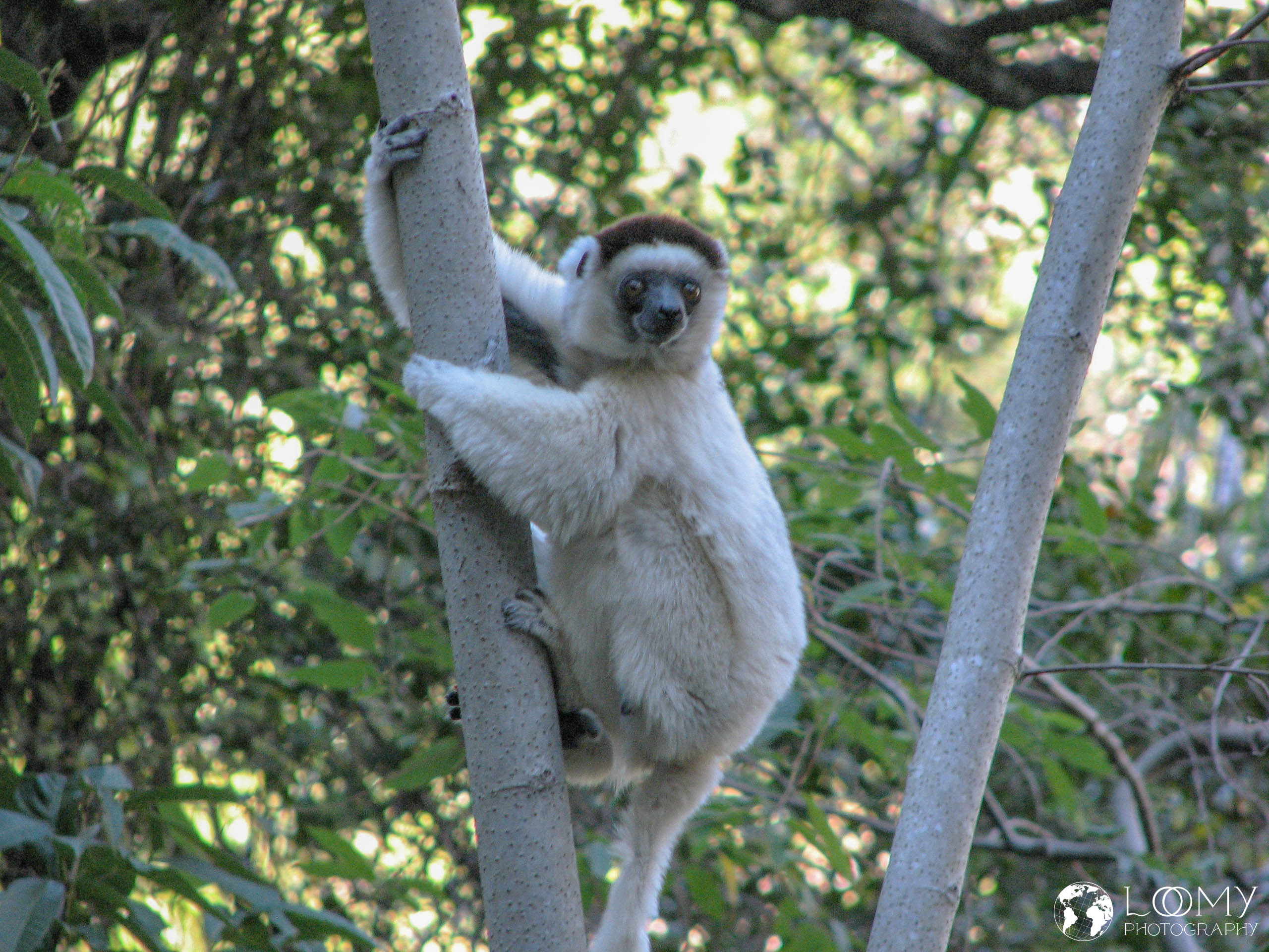 Larvensifaka