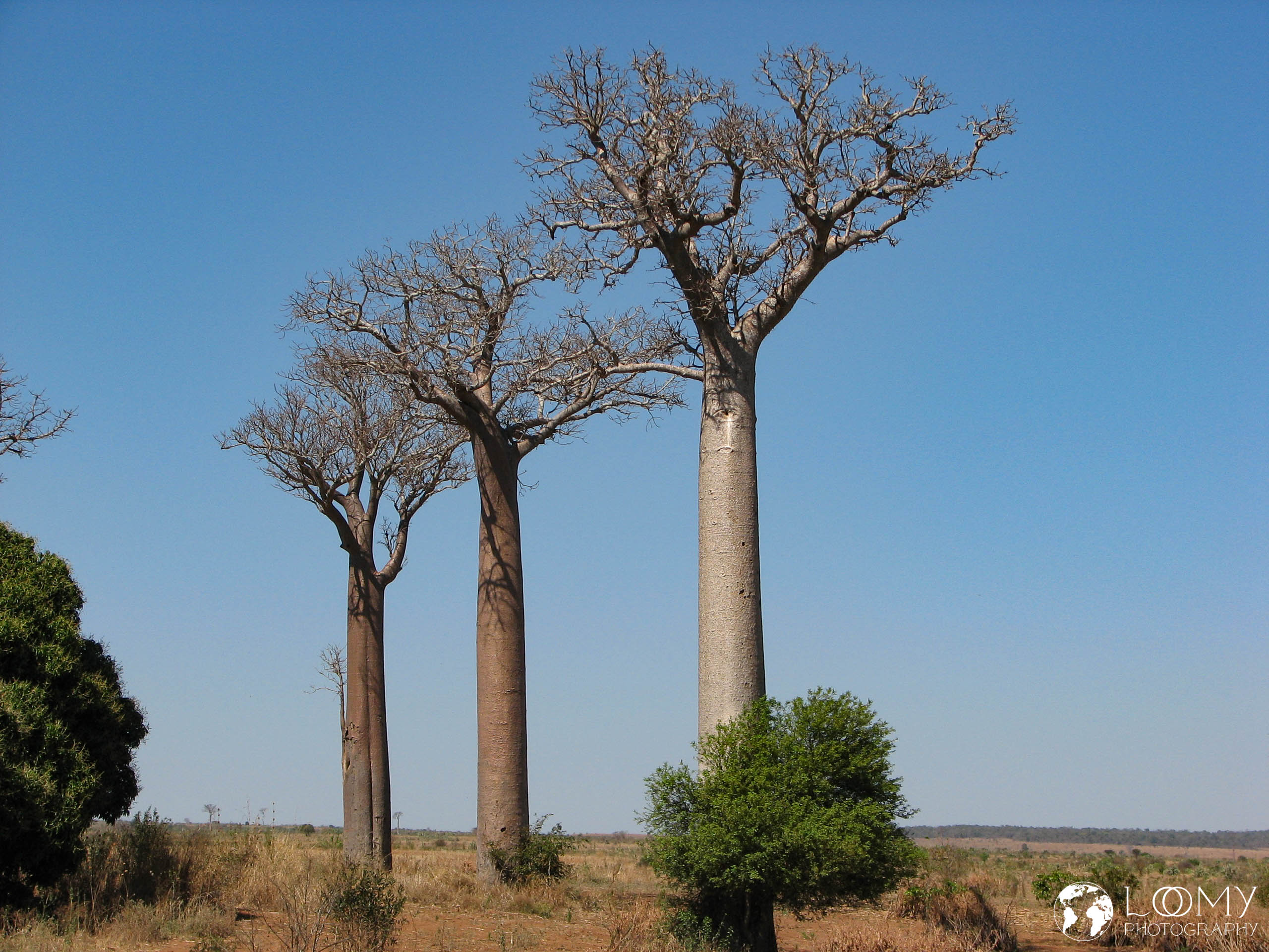 Baobab