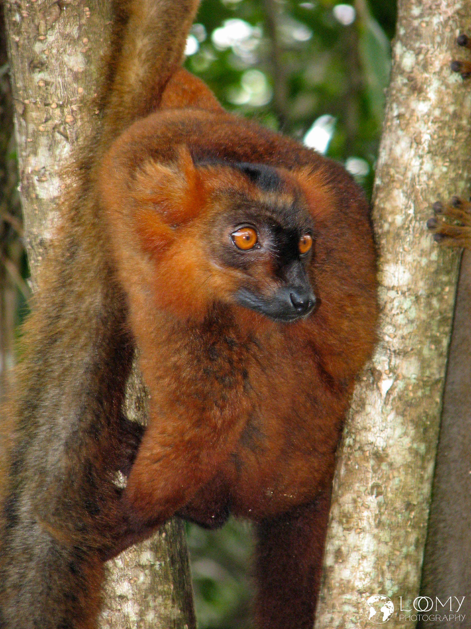 Lemur