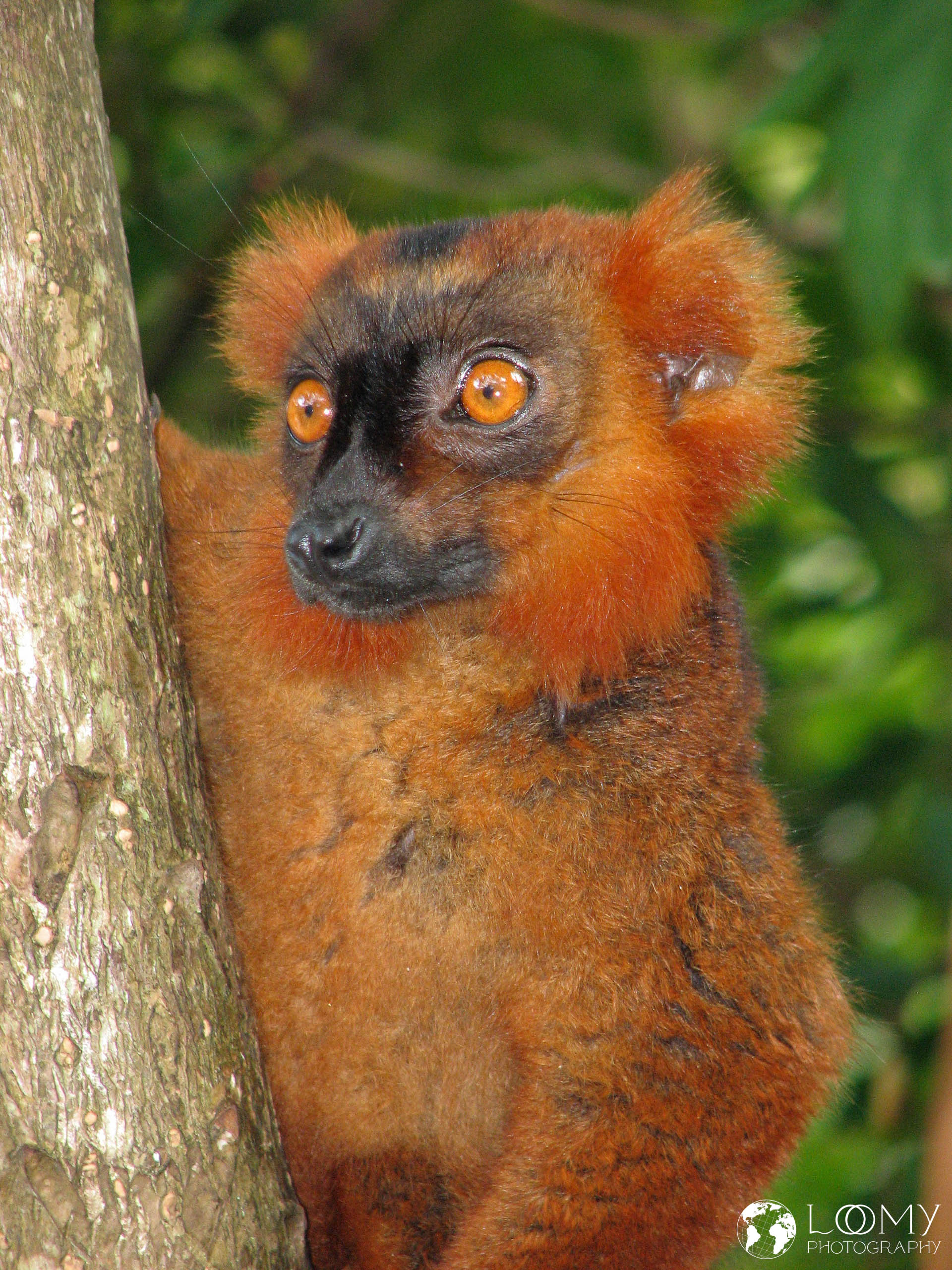 Lemur