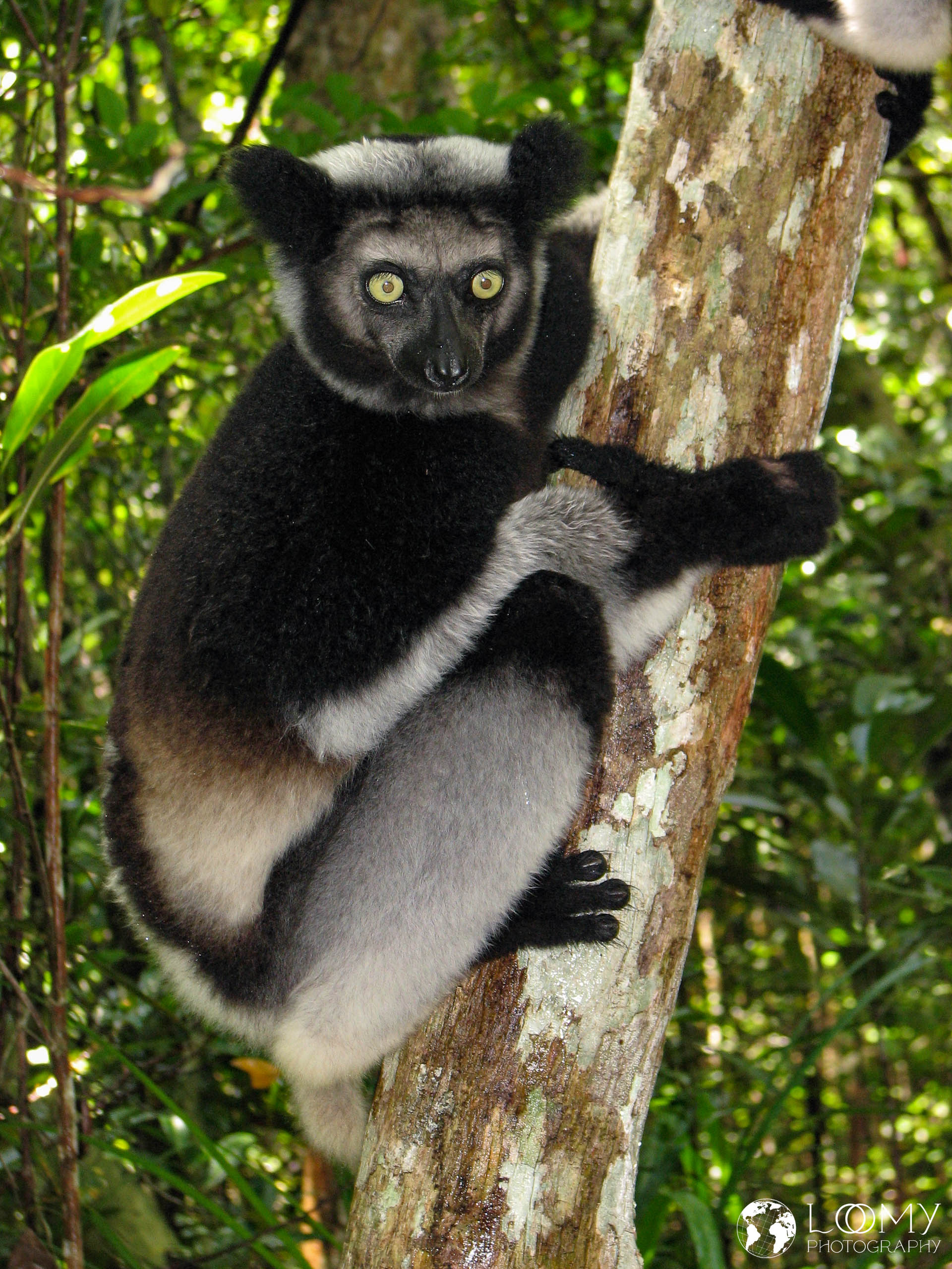 Indri