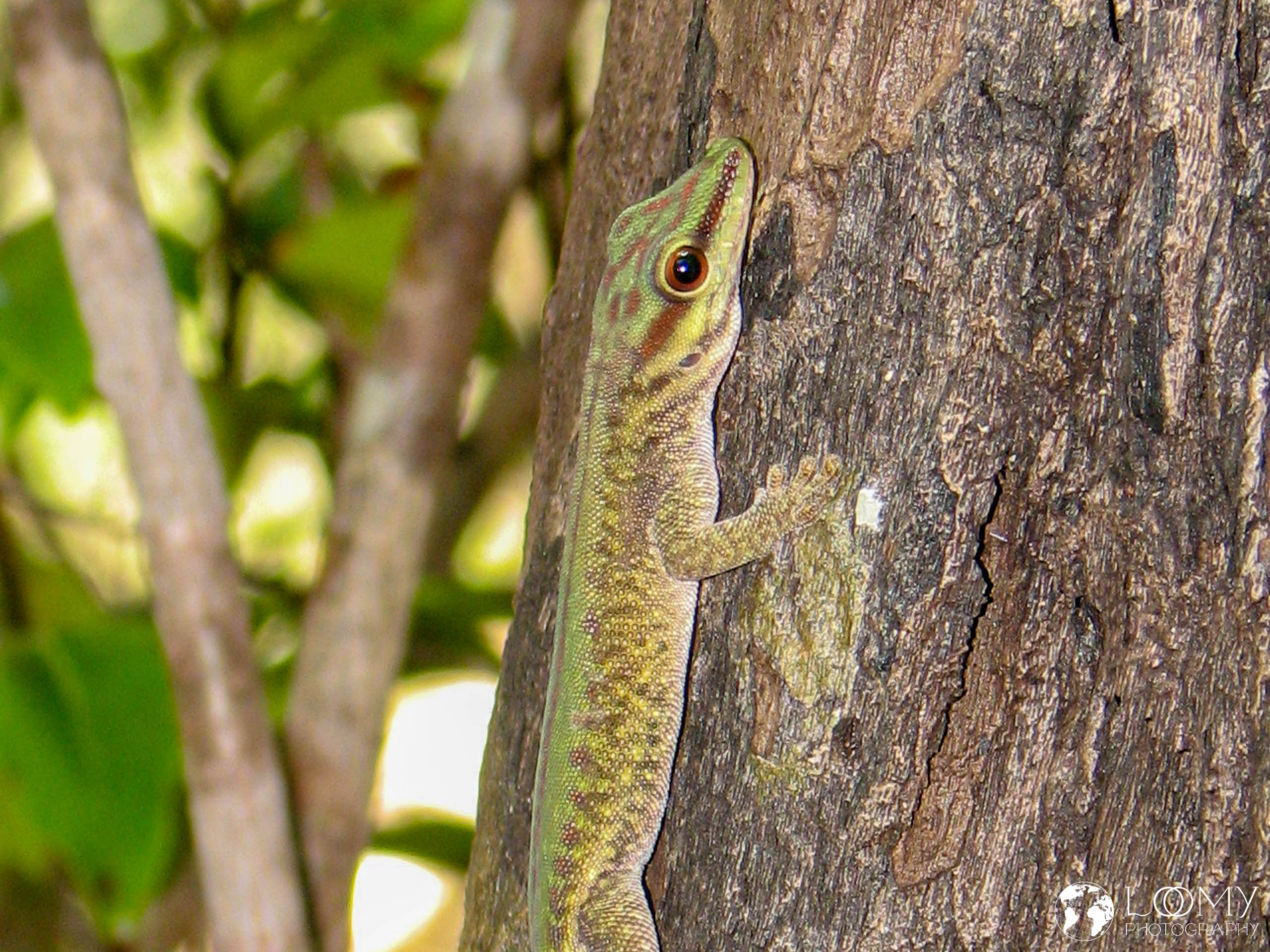 Gecko