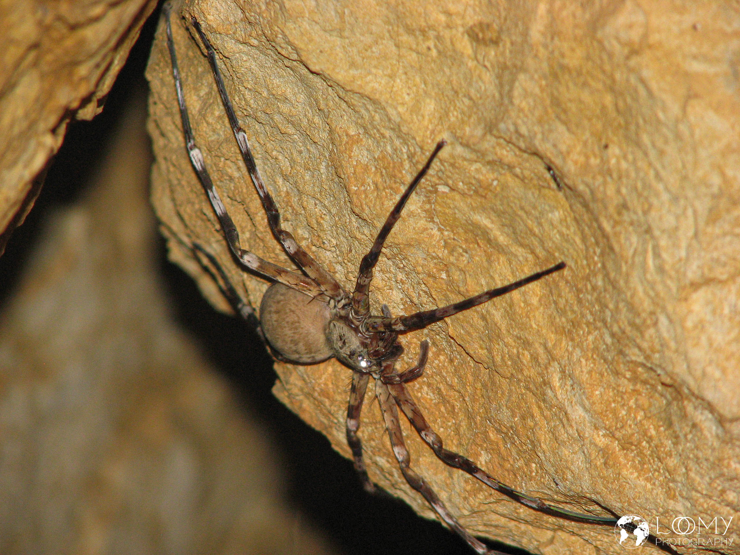 Spinne