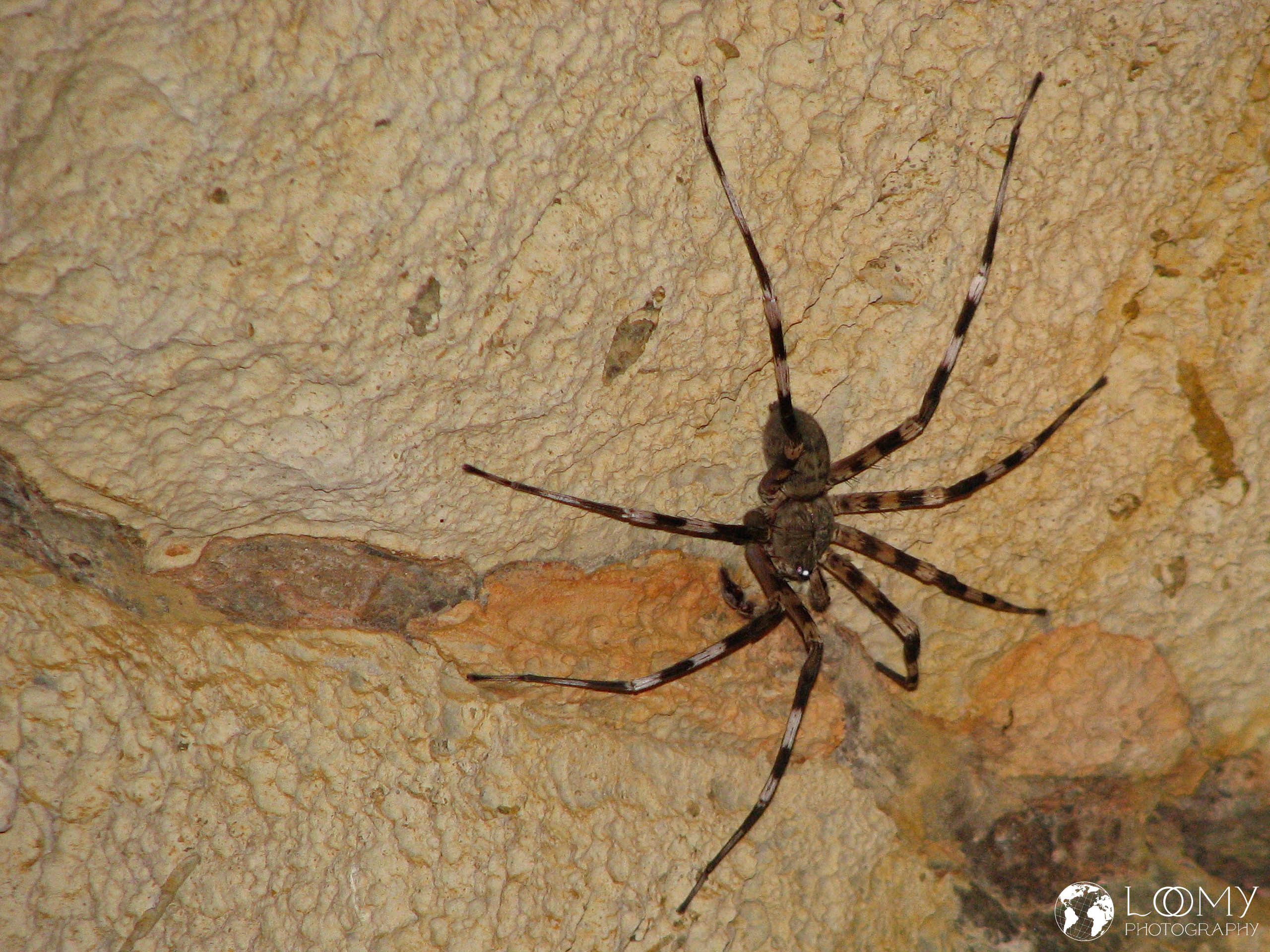 Spinne