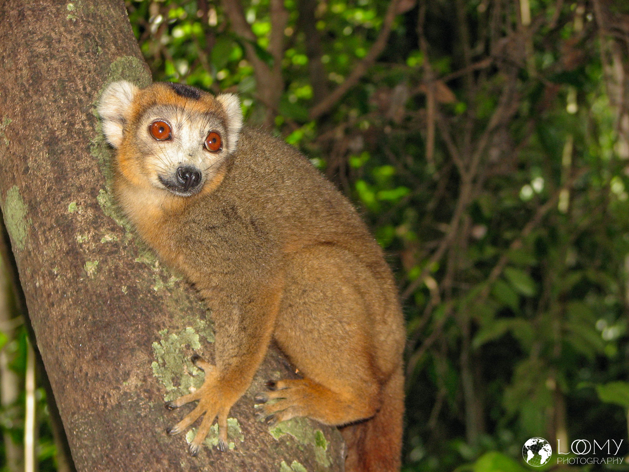 Kronen-Sifaka
