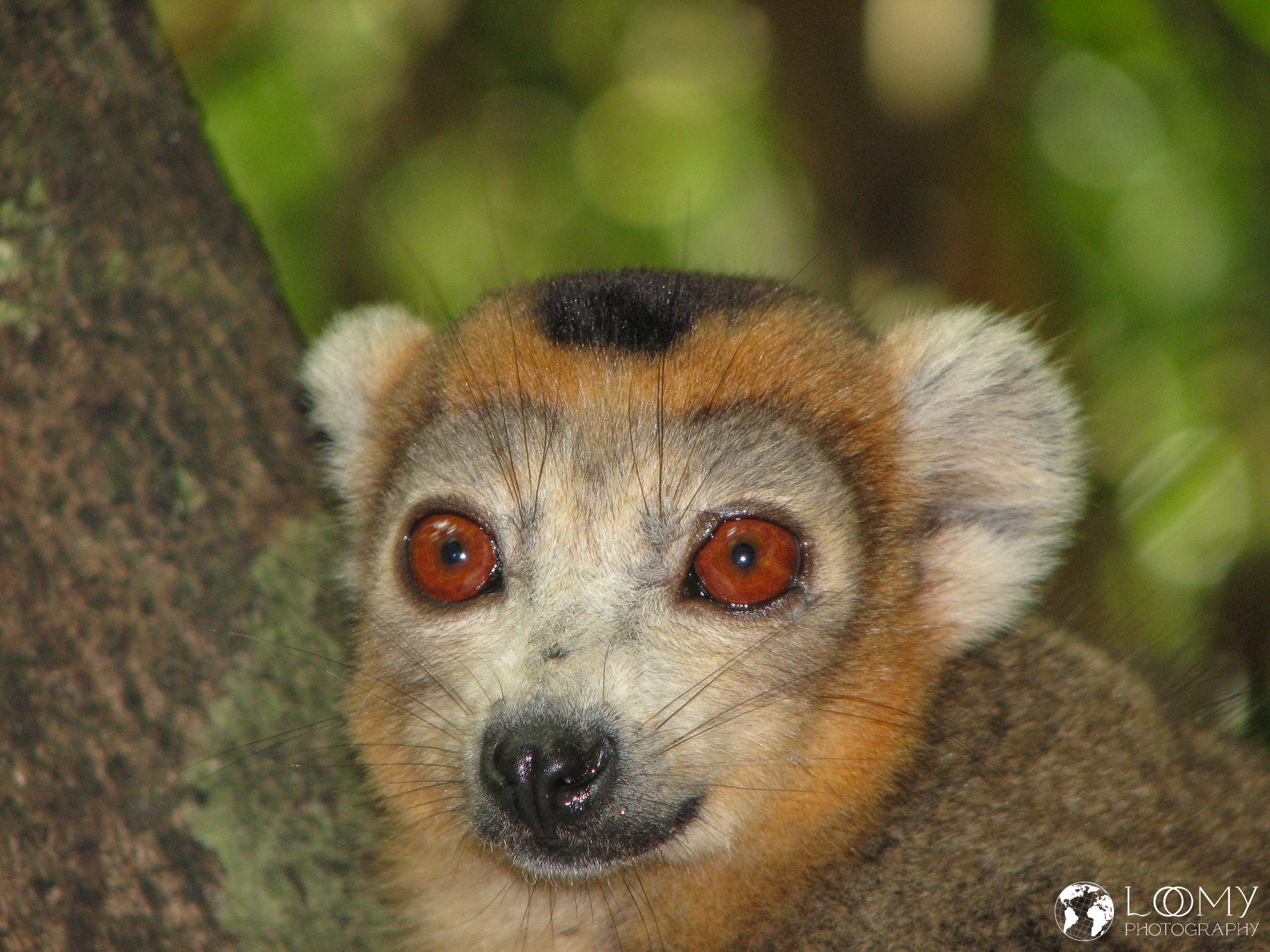 Kronen-Sifaka