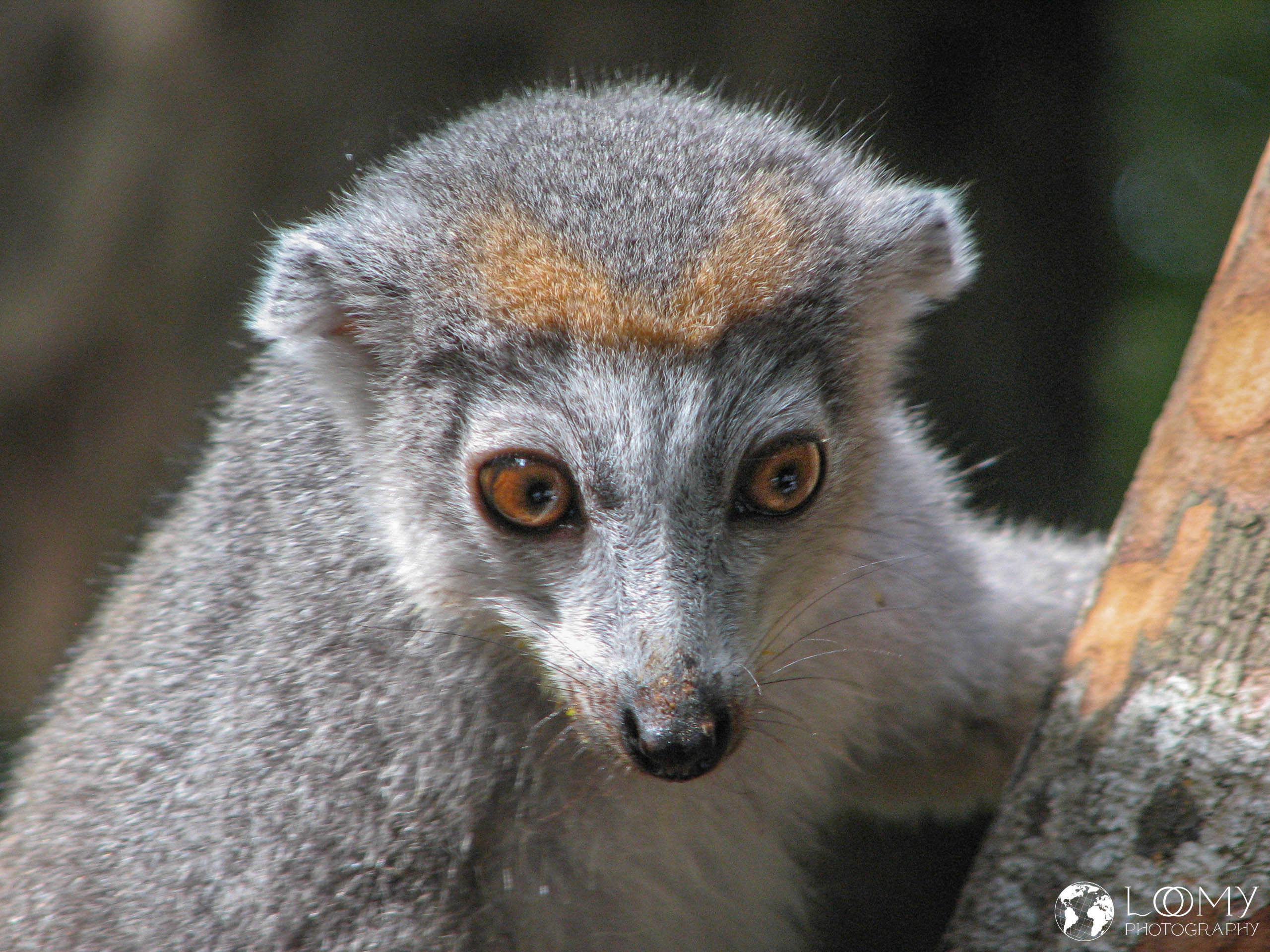 Kronen-Sifaka