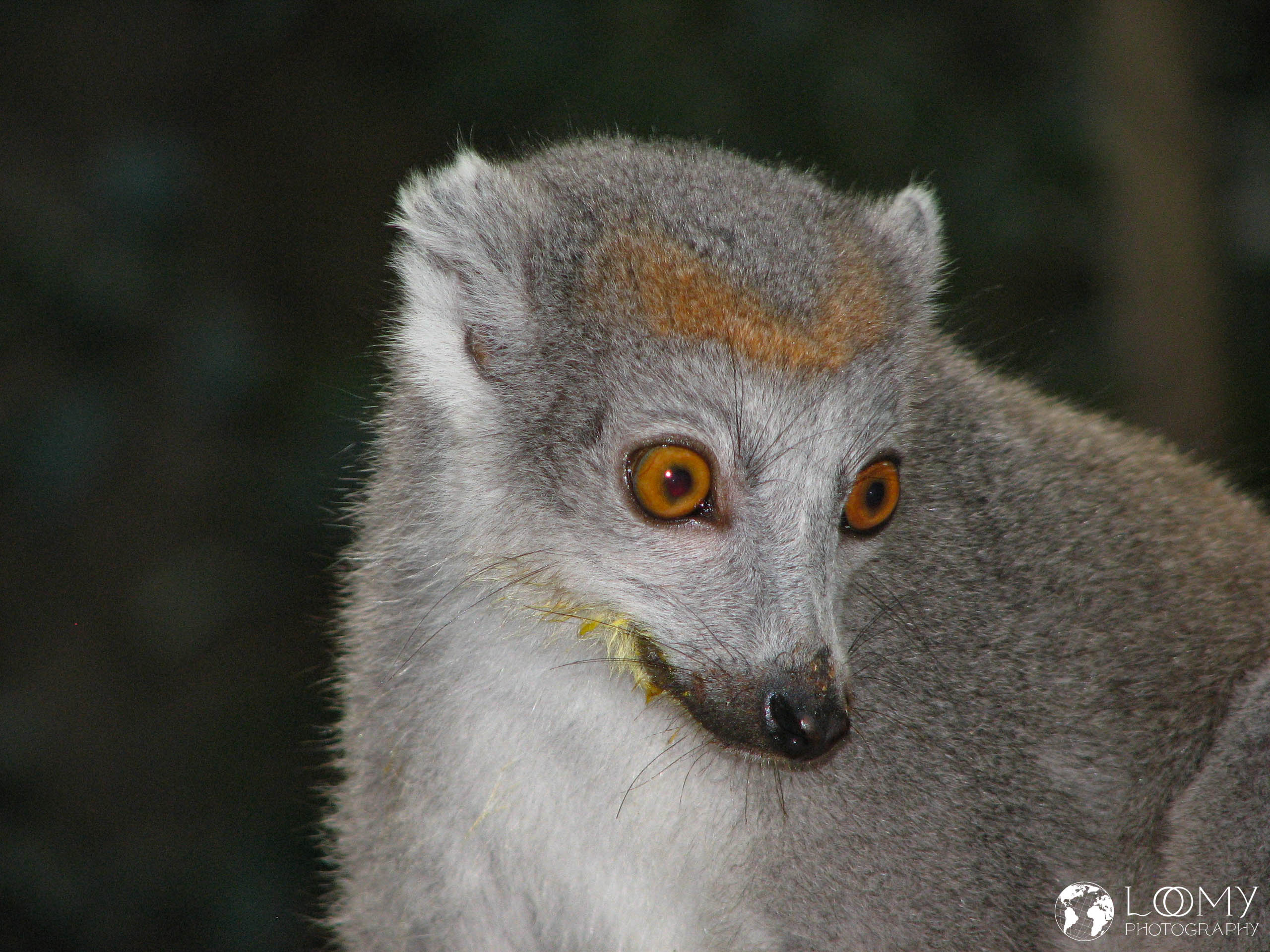 Kronen-Sifaka