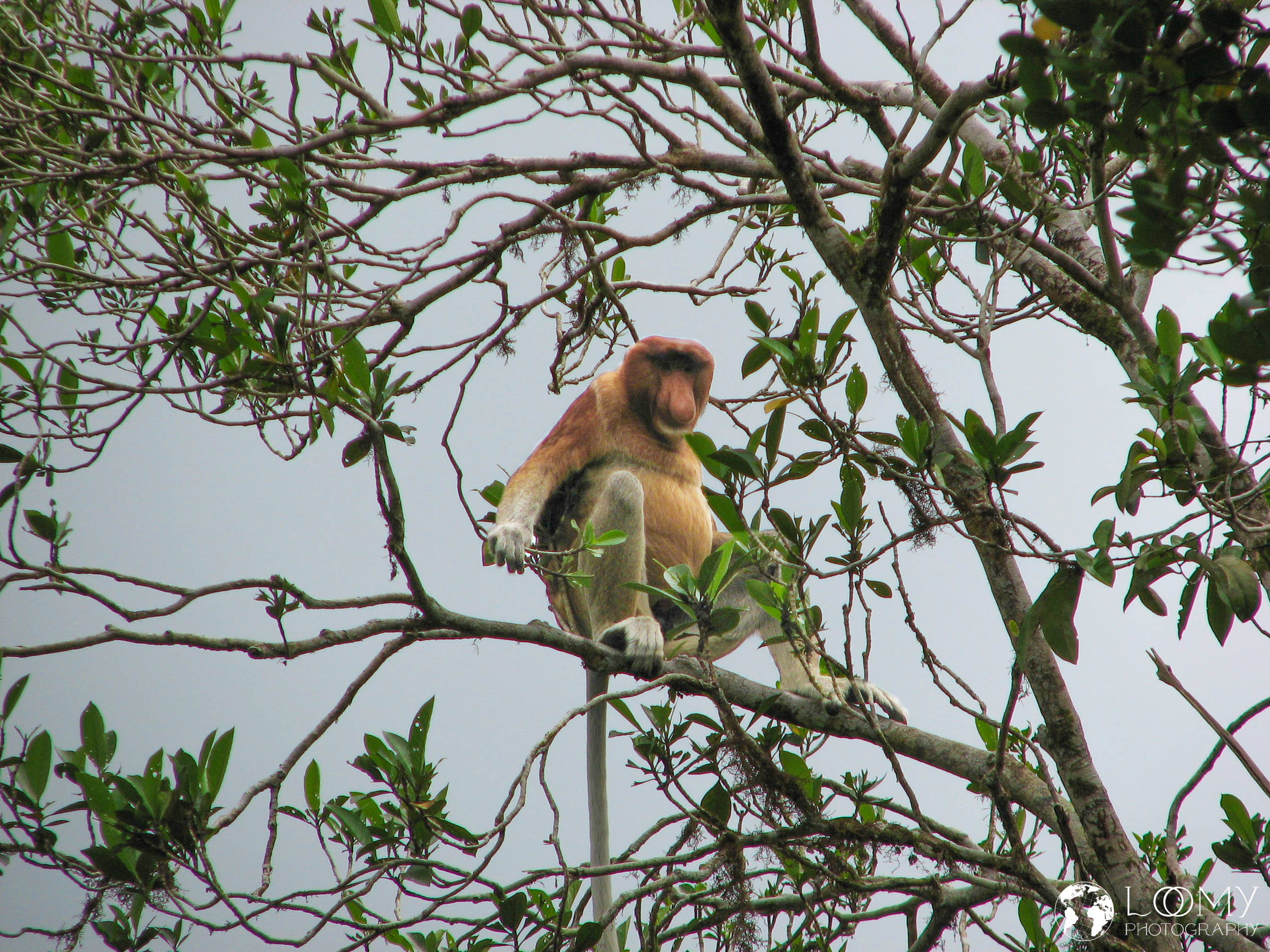 Nasenaffe (Proboscis monkey)