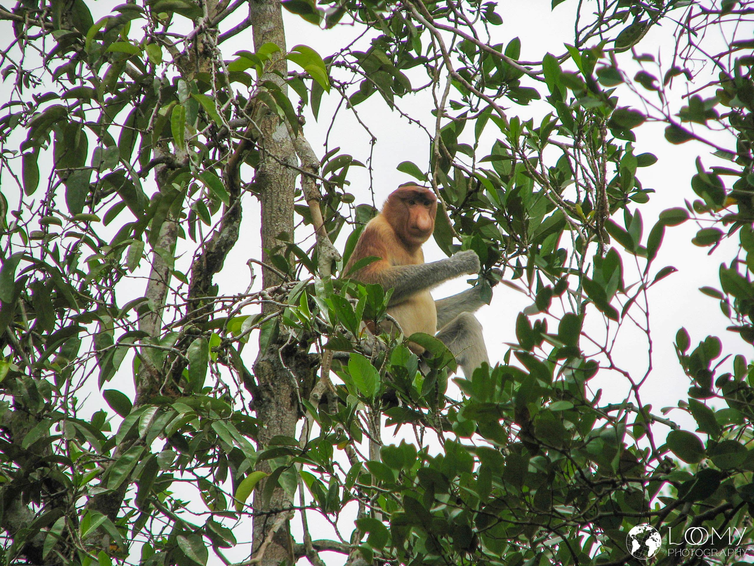 Nasenaffe (Proboscis monkey)