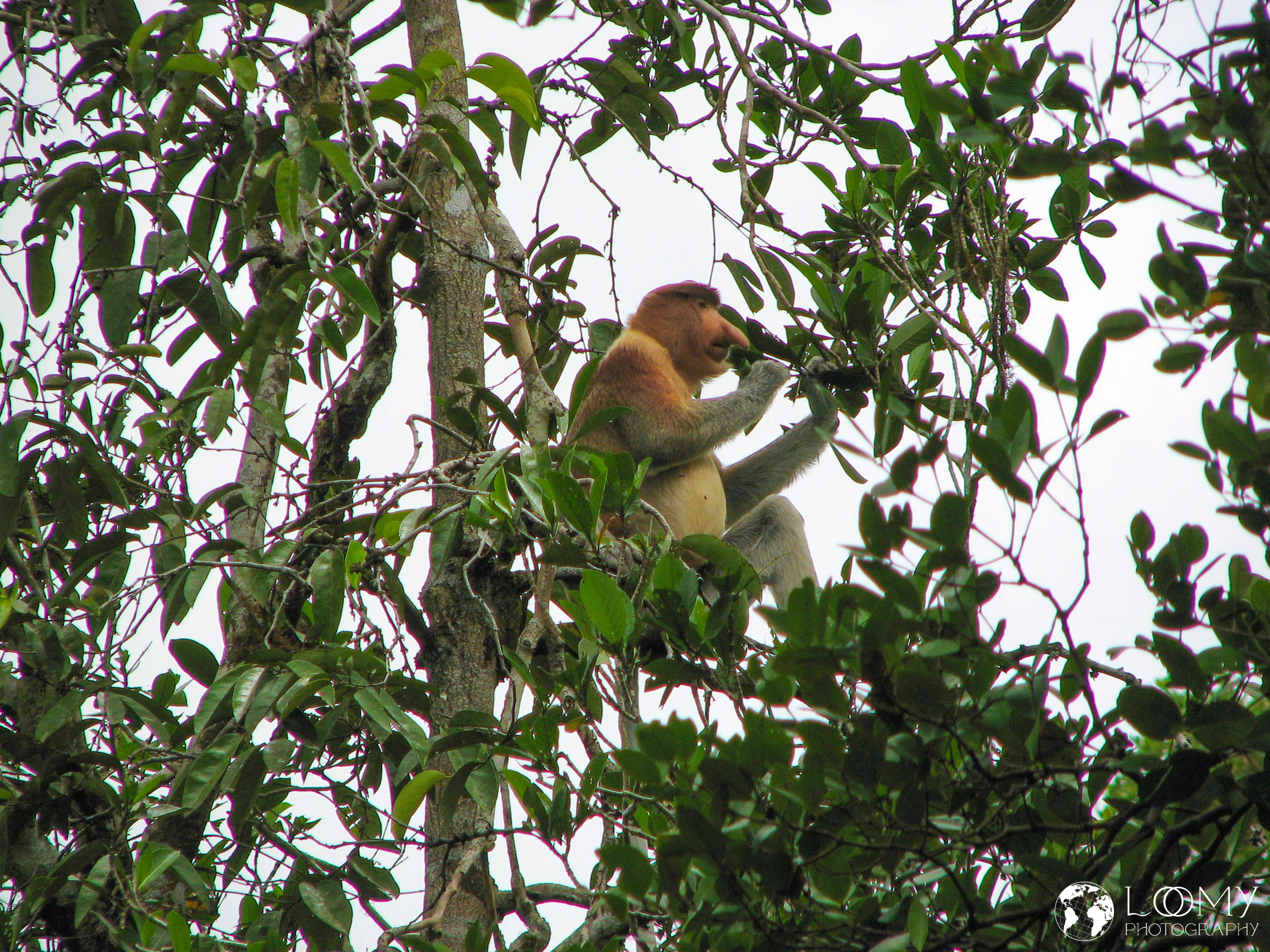 Nasenaffe (Proboscis monkey)