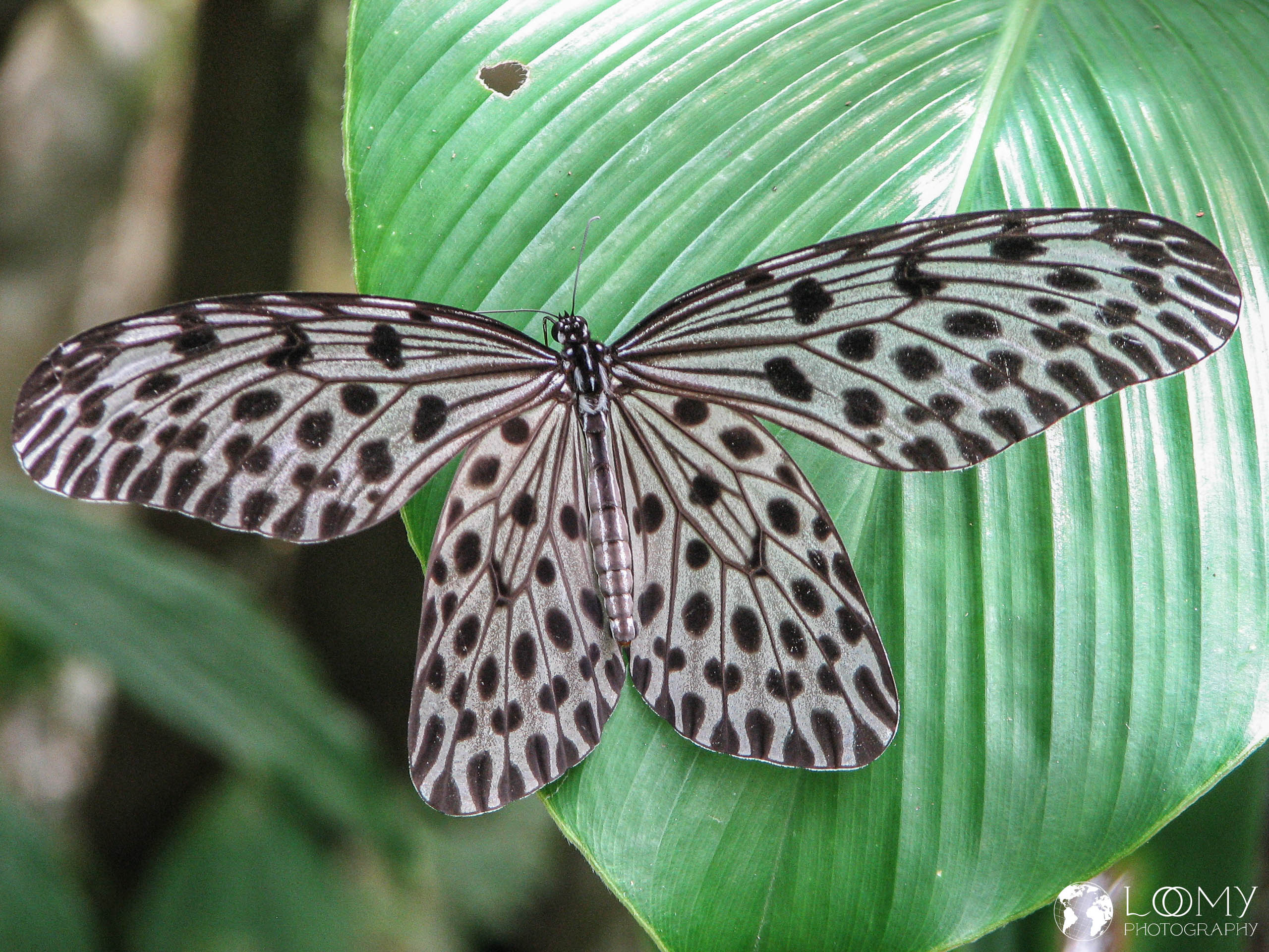 Schmetterlingsgarten