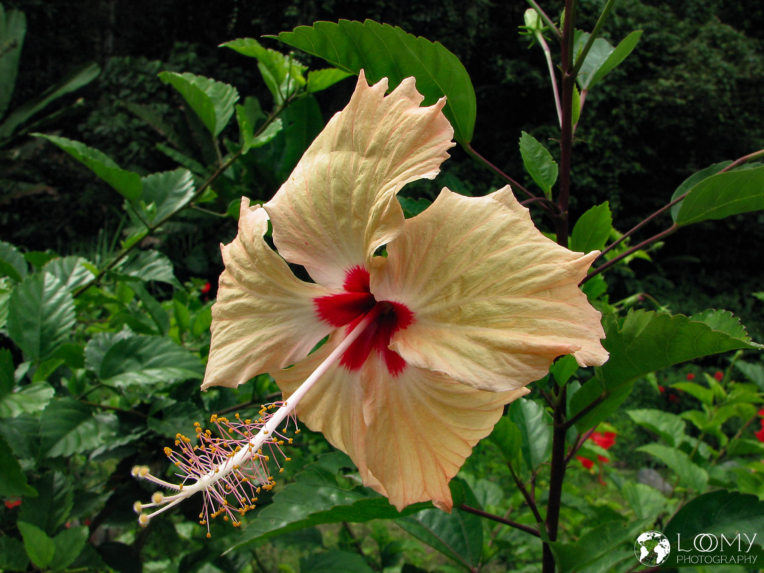 Hibiskus
