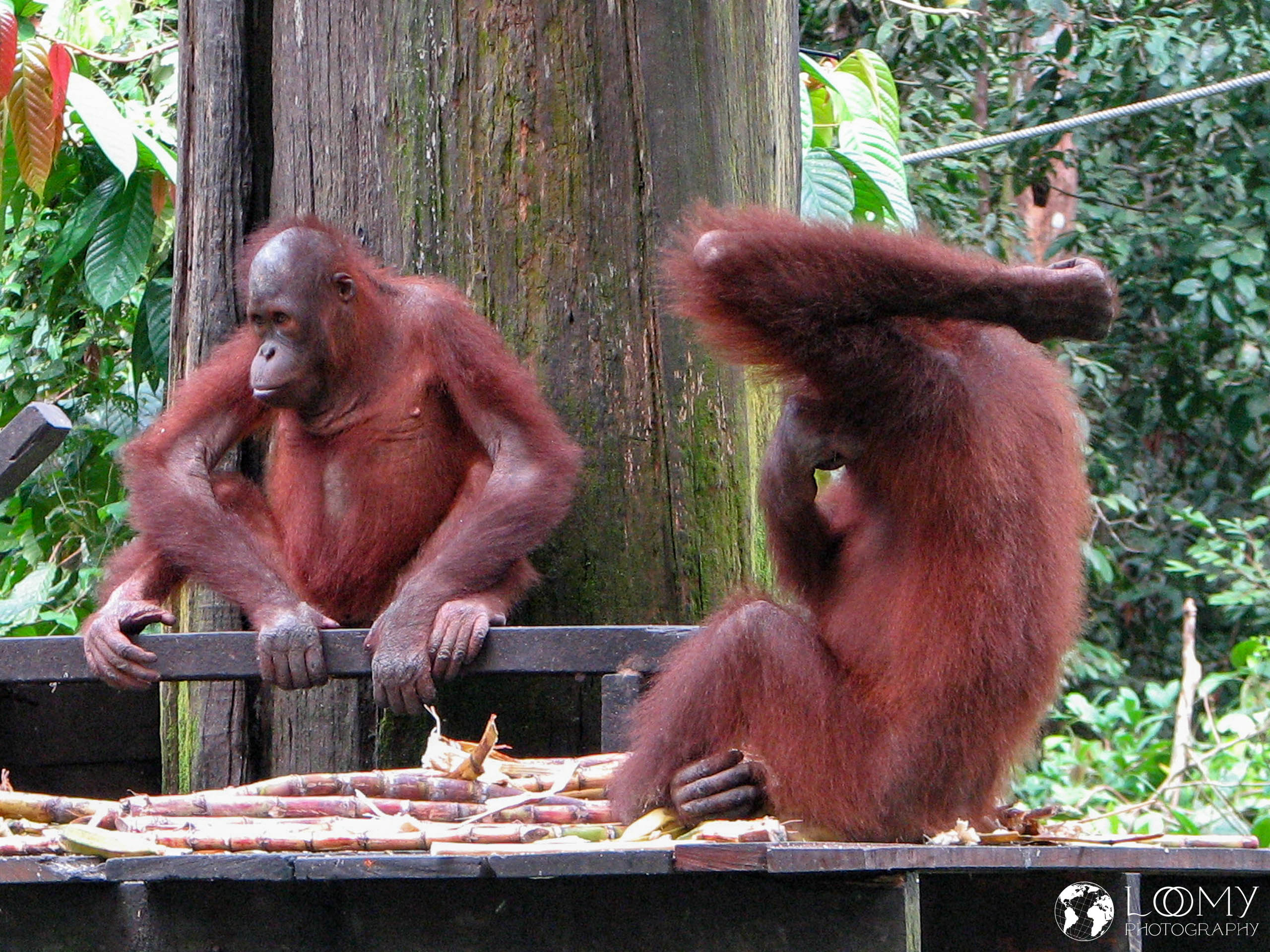 Orangutan