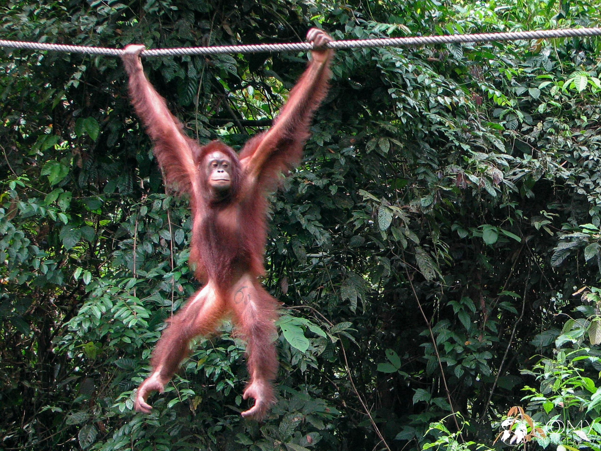 Orangutan