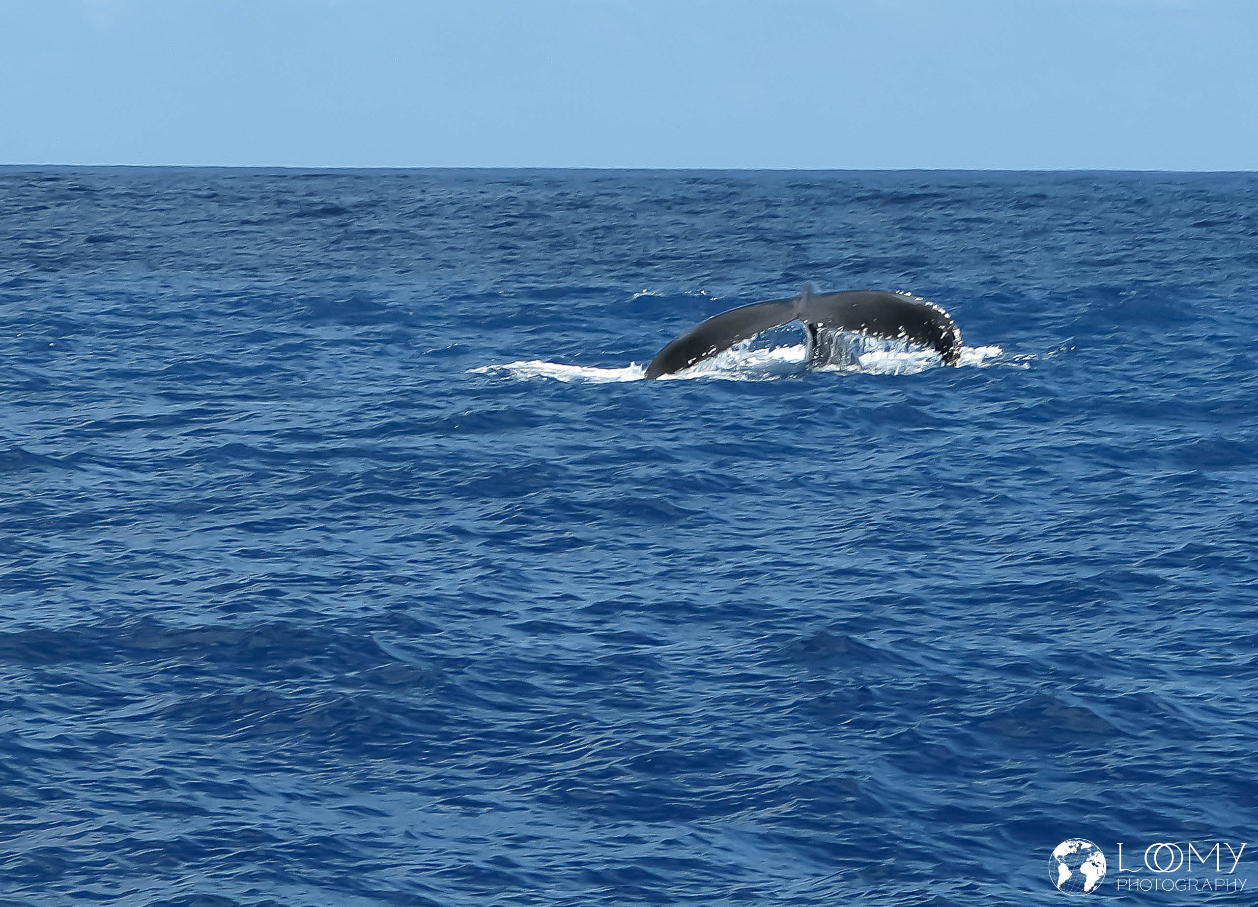 Buckelwal
