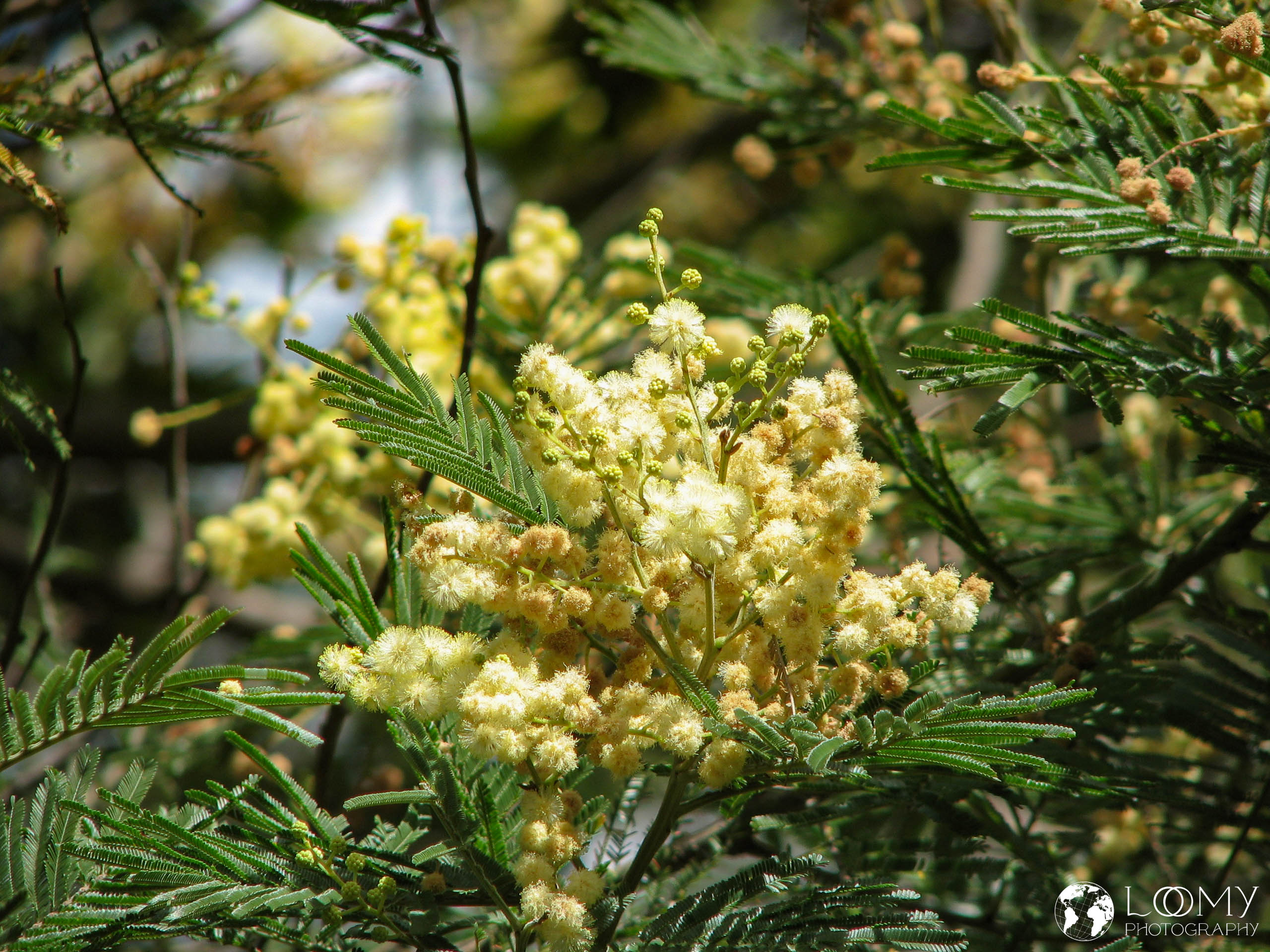 Tamarinde