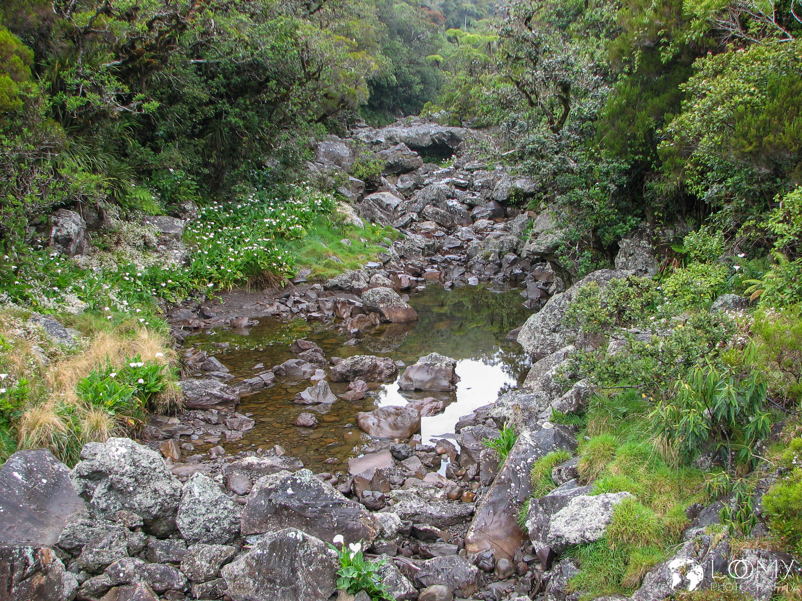 Regenwald von Bébour und Bélouve