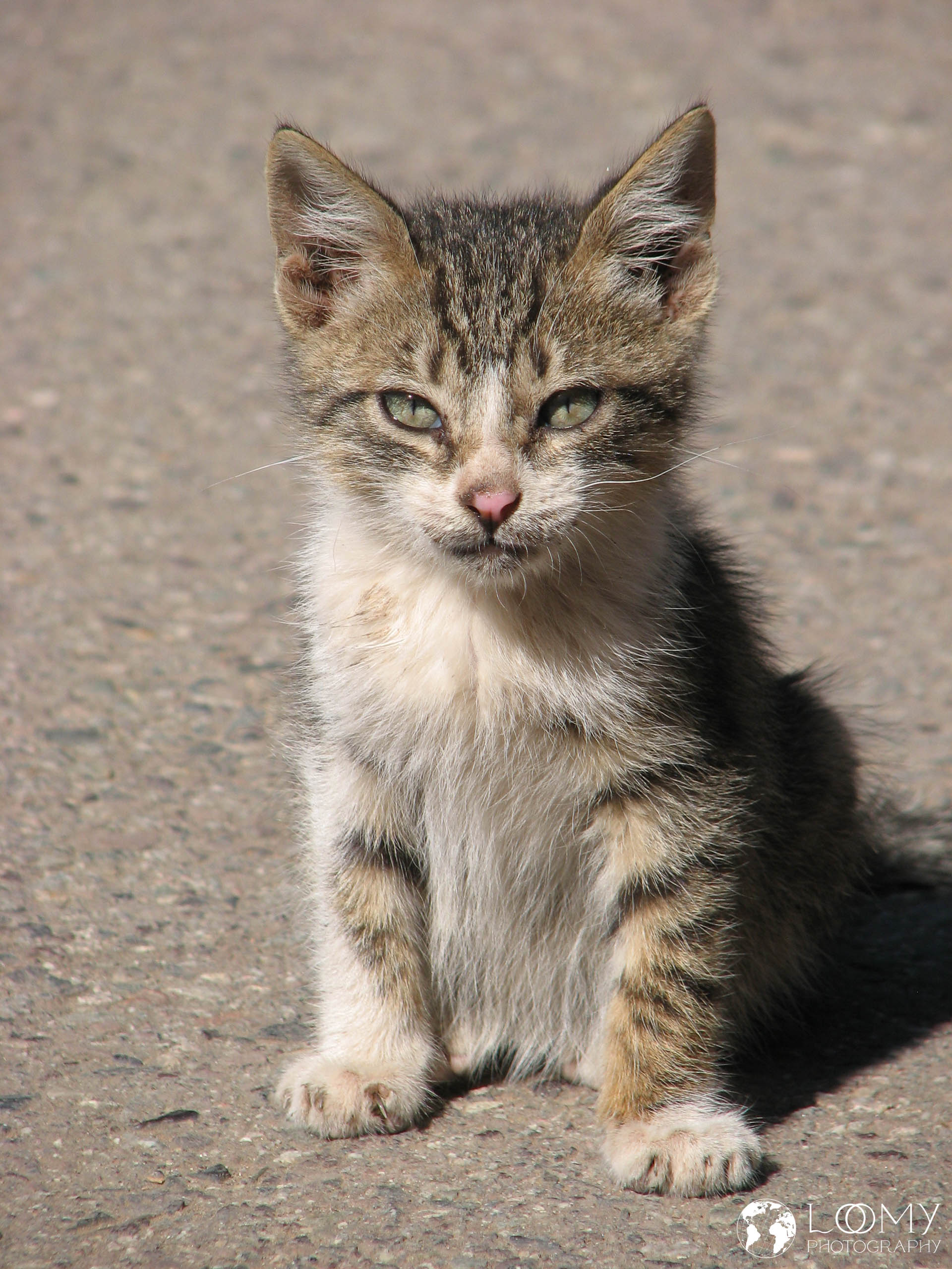 Katze