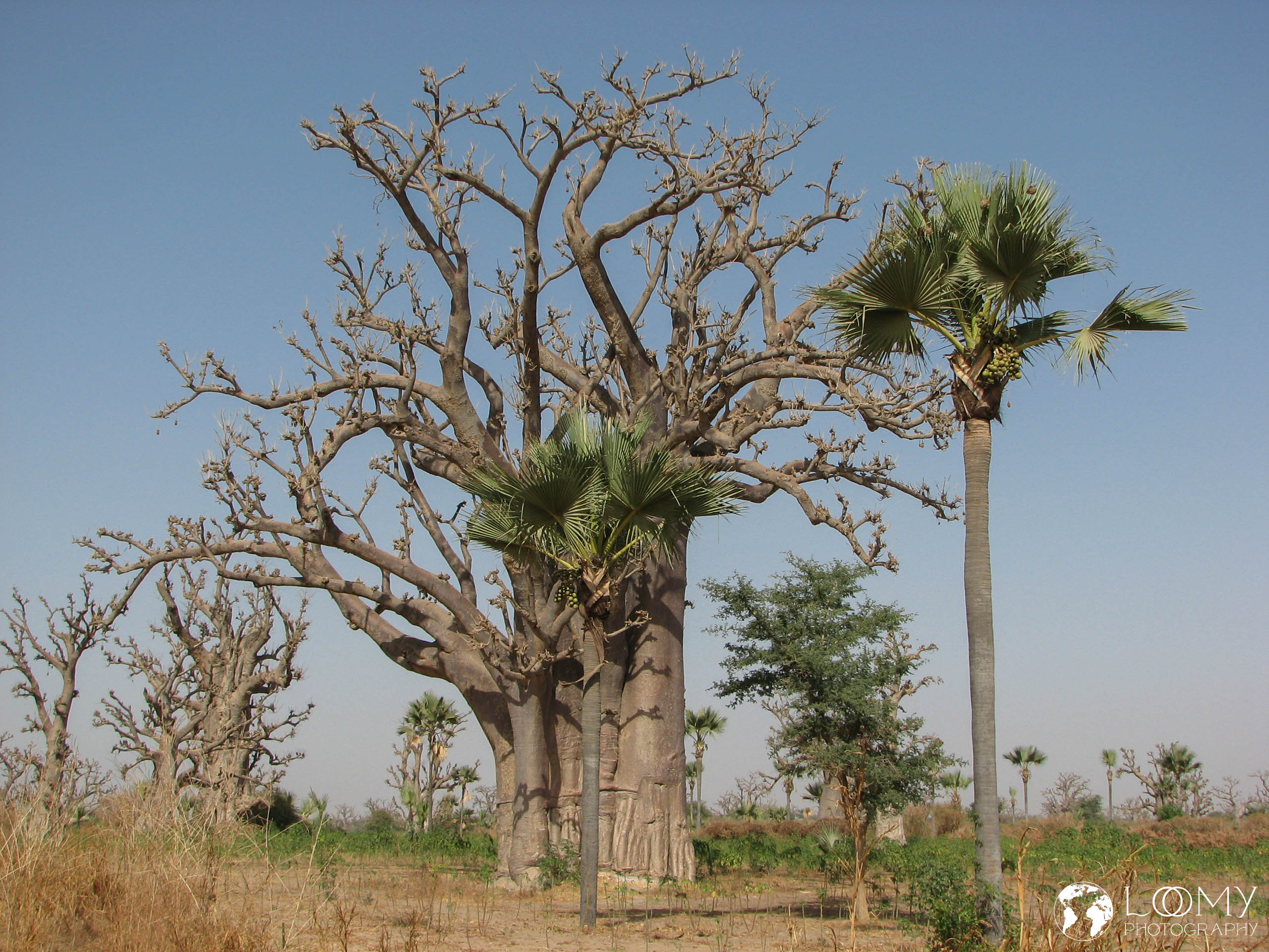 Baobab Baum
