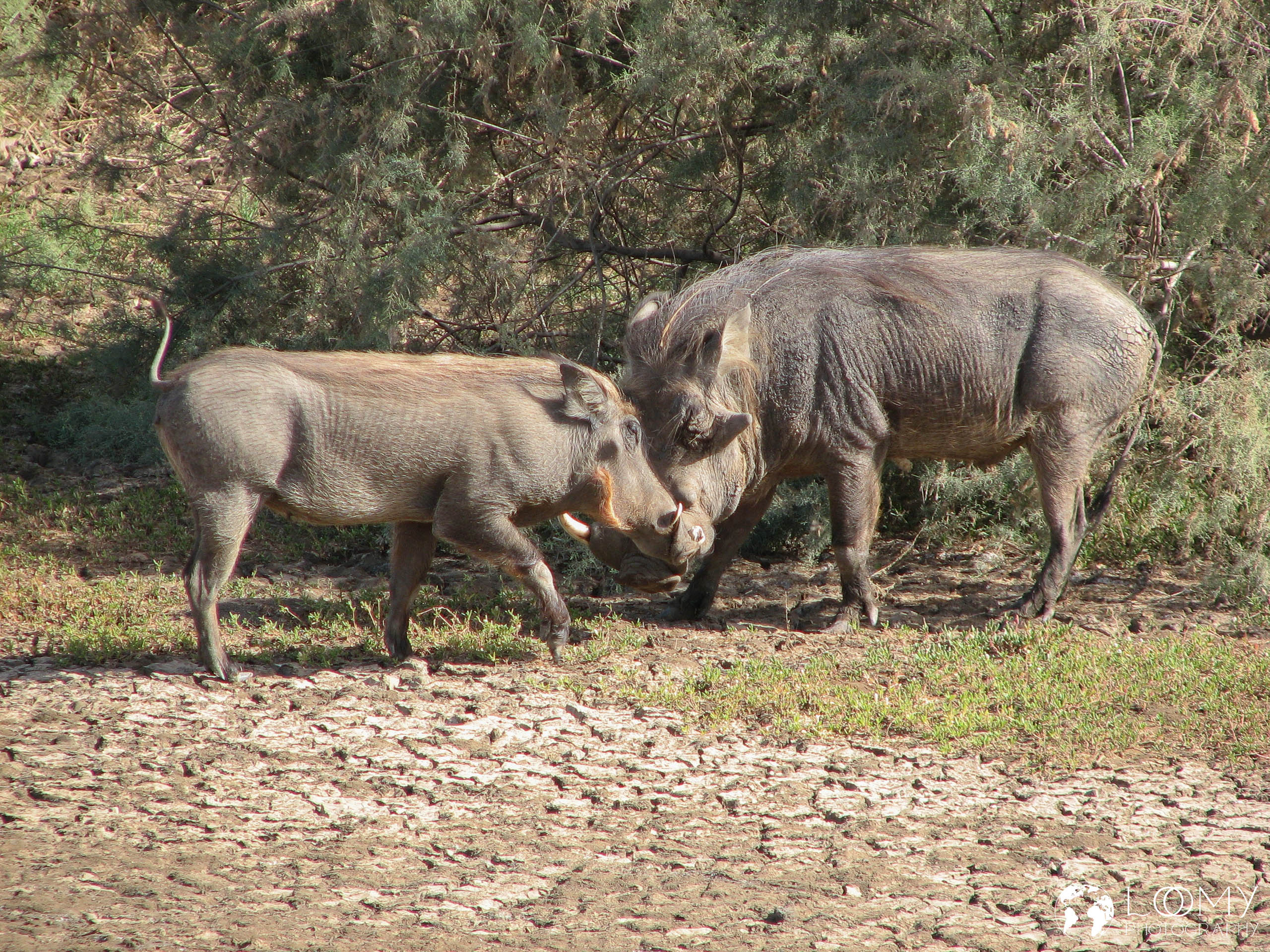 Warzenschwein