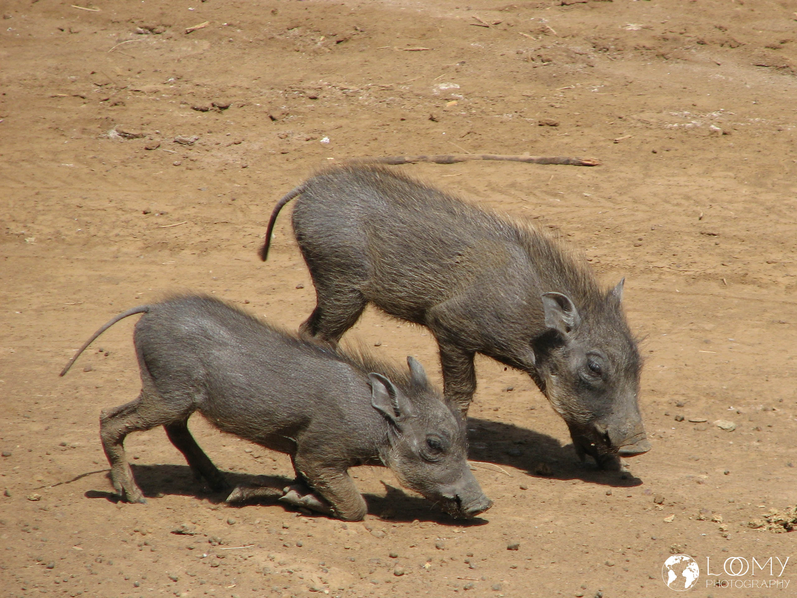 Warzenschweine