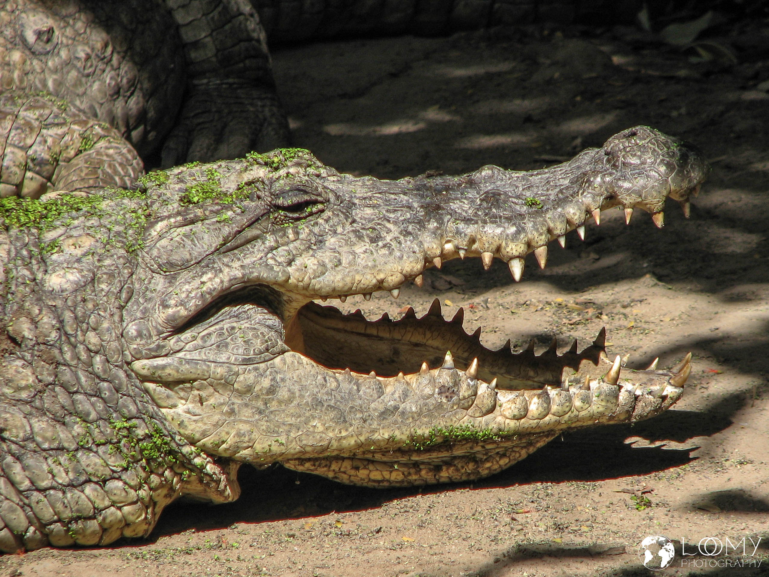 Krokodil