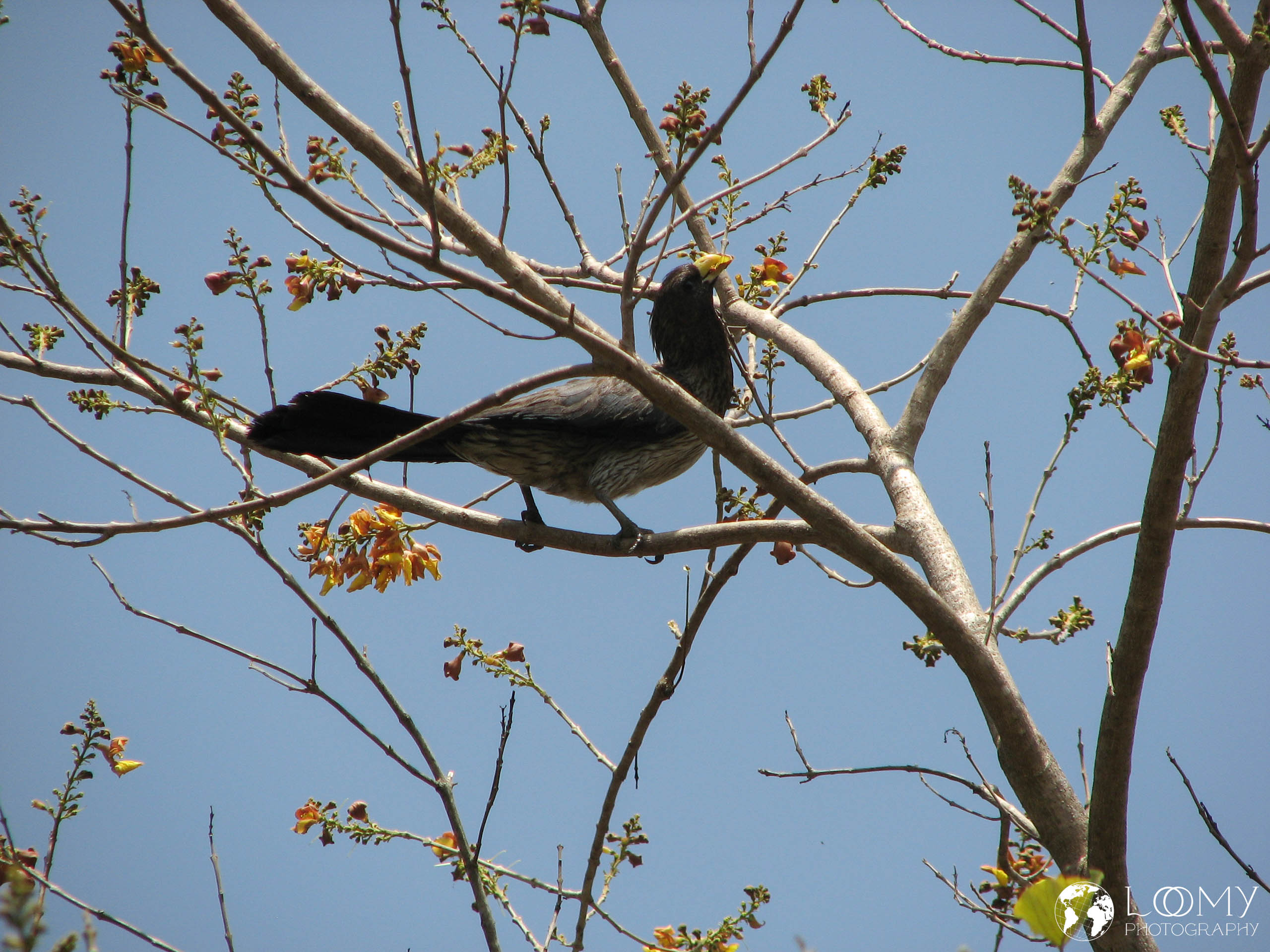 Schwarzschwanz Lärmvogel (Turako)