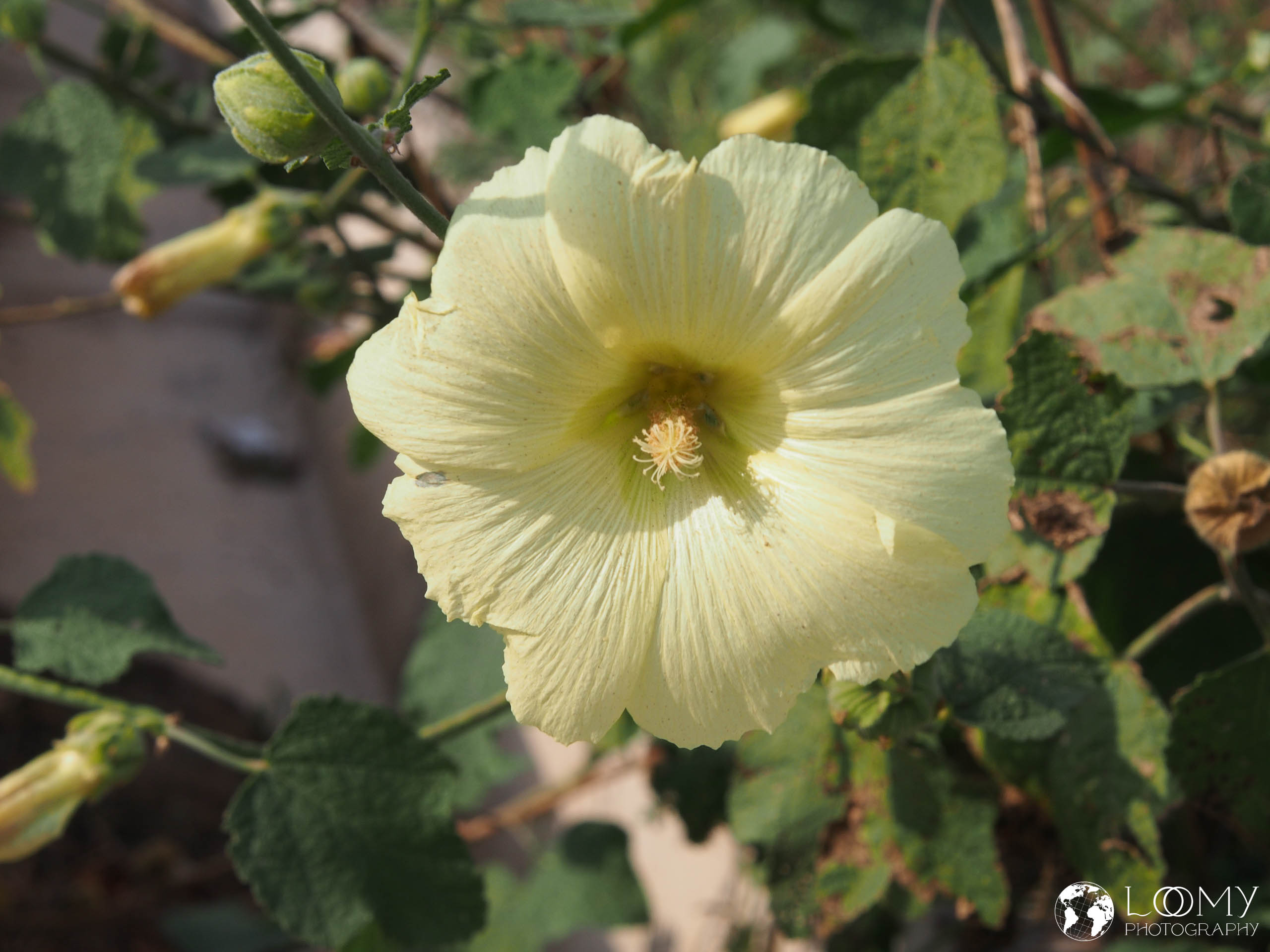 Runzlige Stockrose