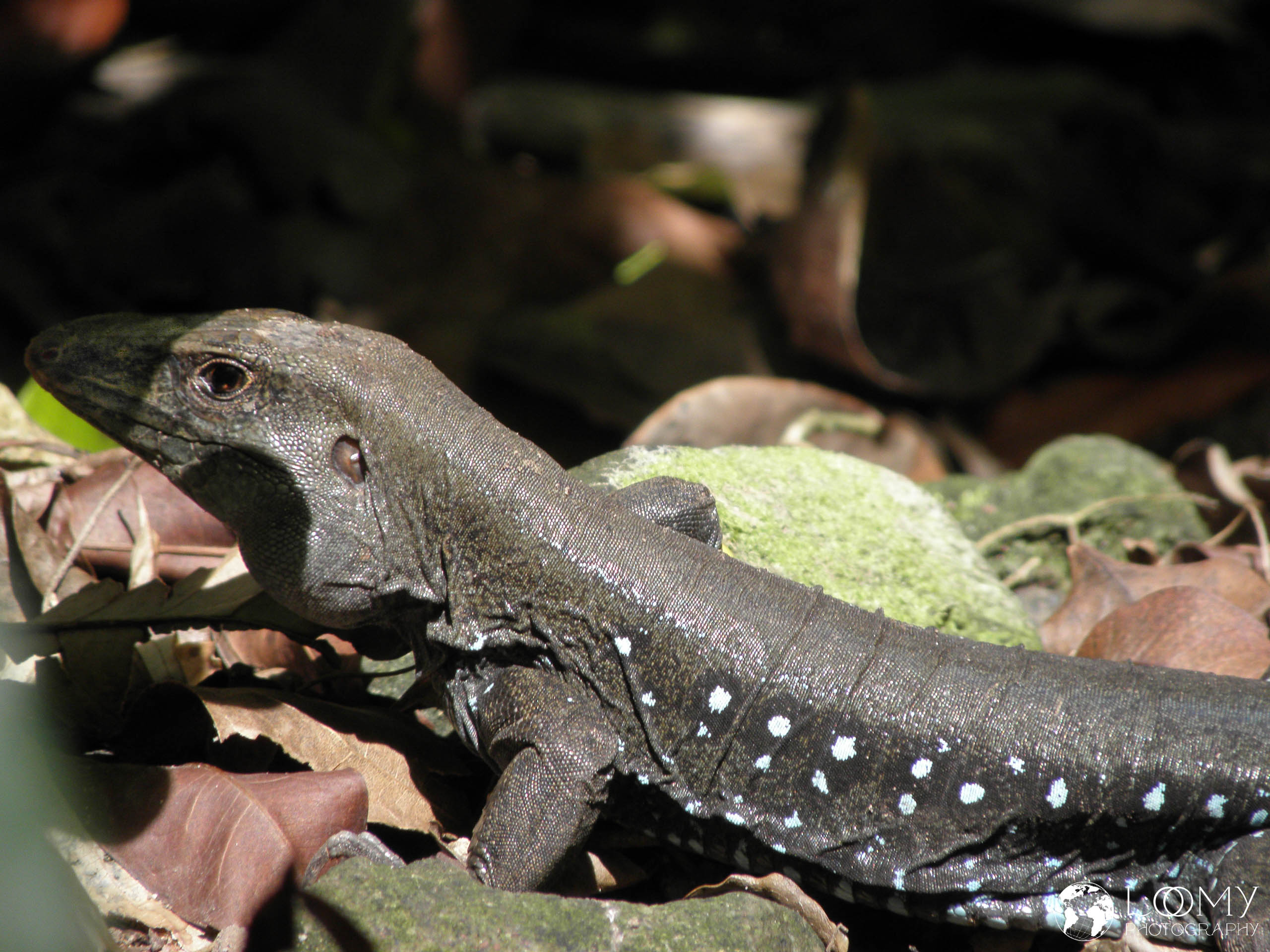 Ameiva fuscata