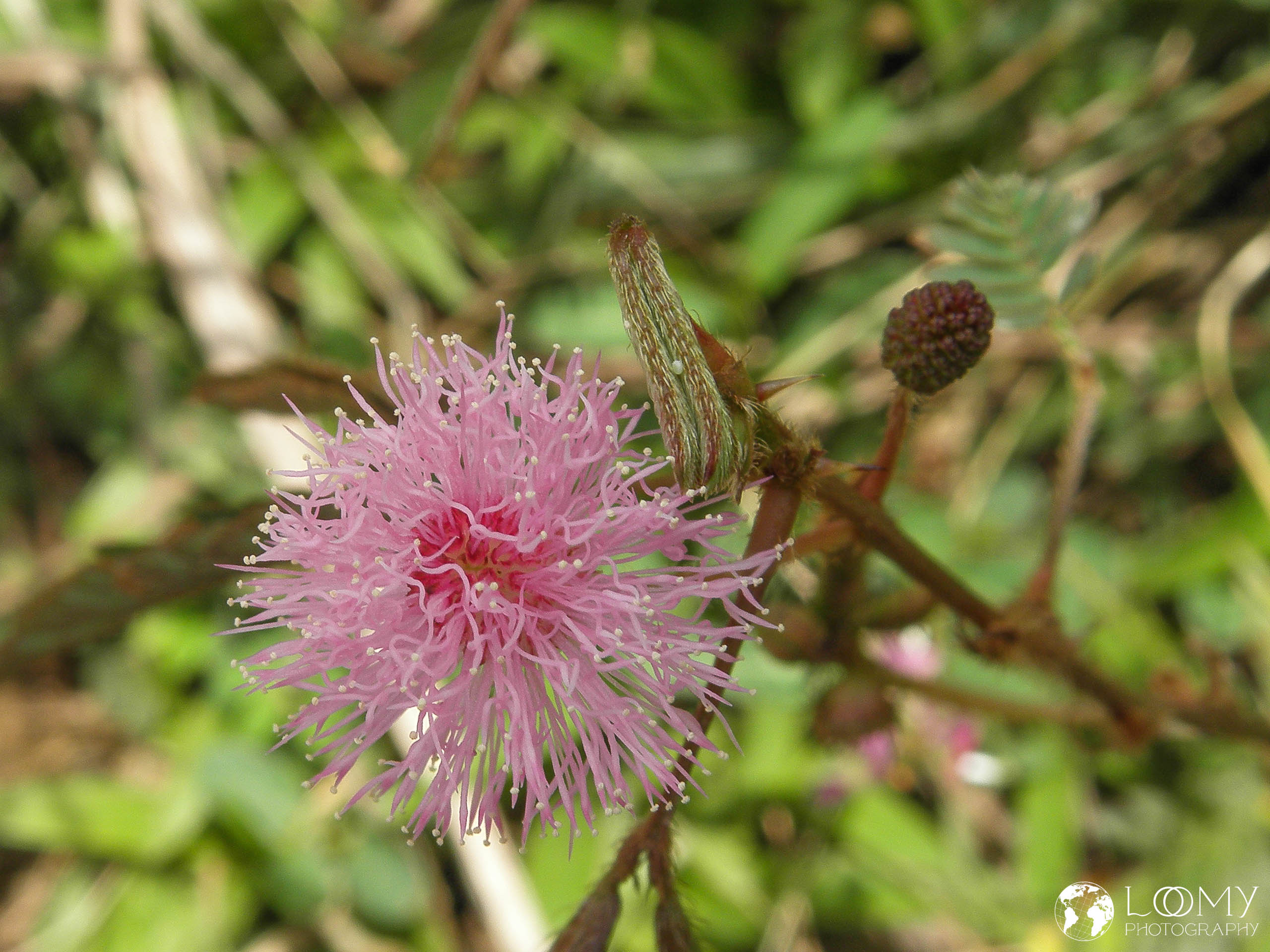 Mimosa pudica