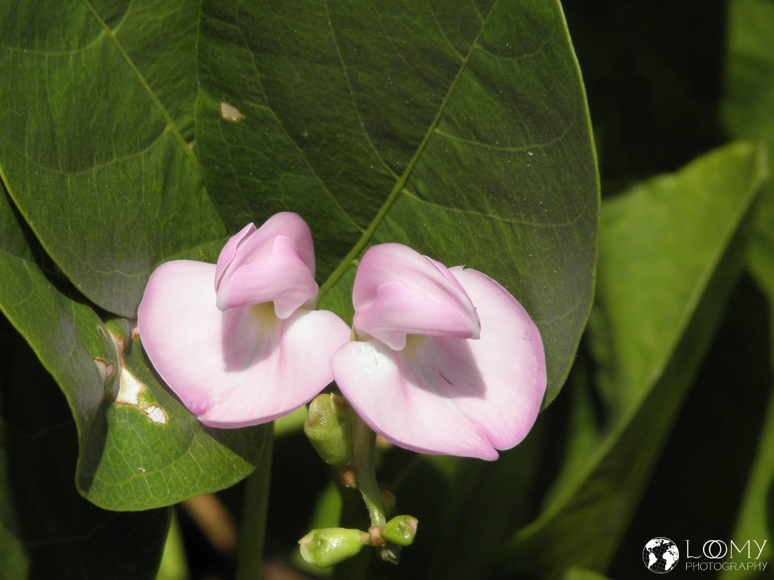 Centrosema virginianum
