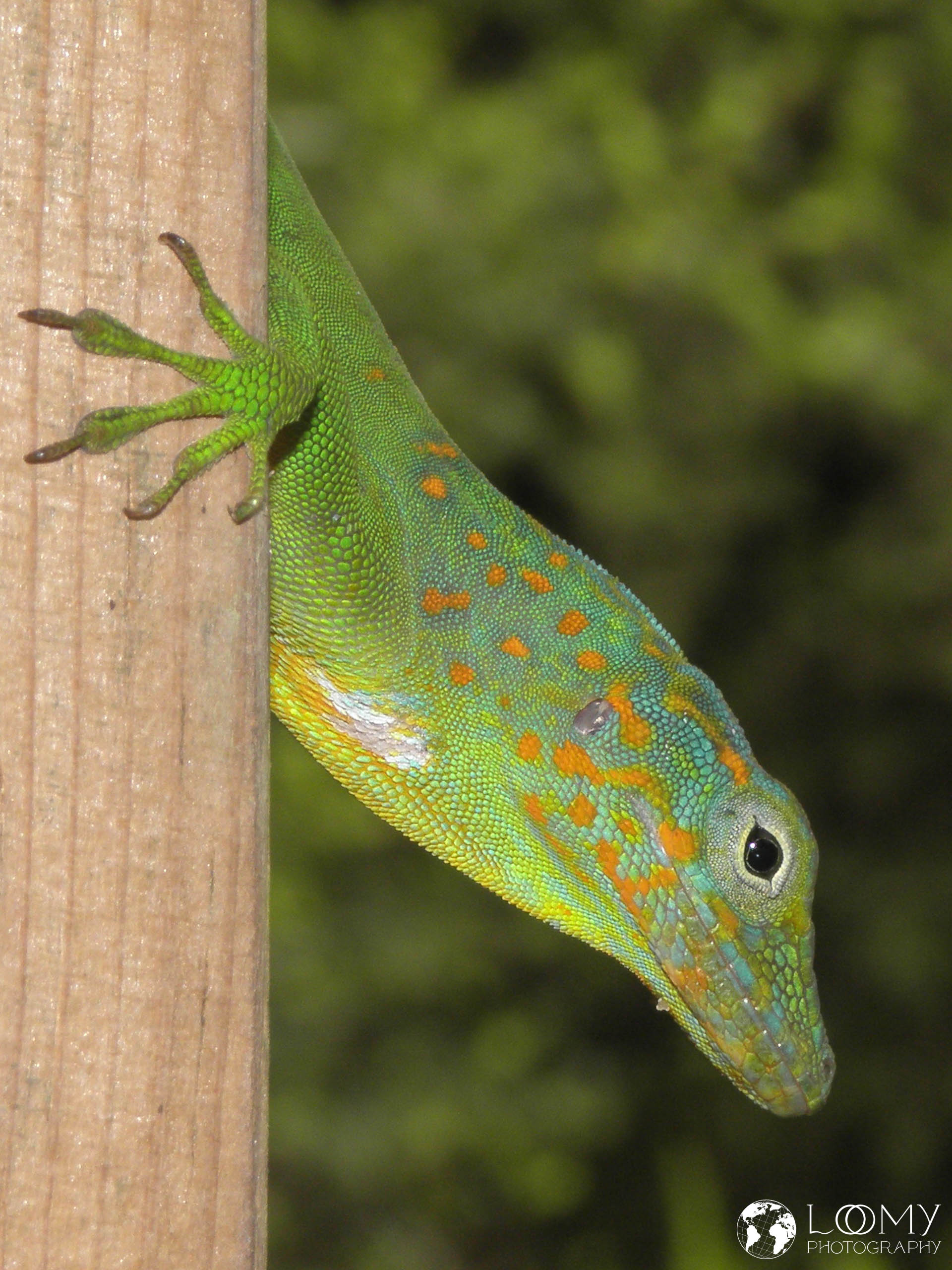Anolis