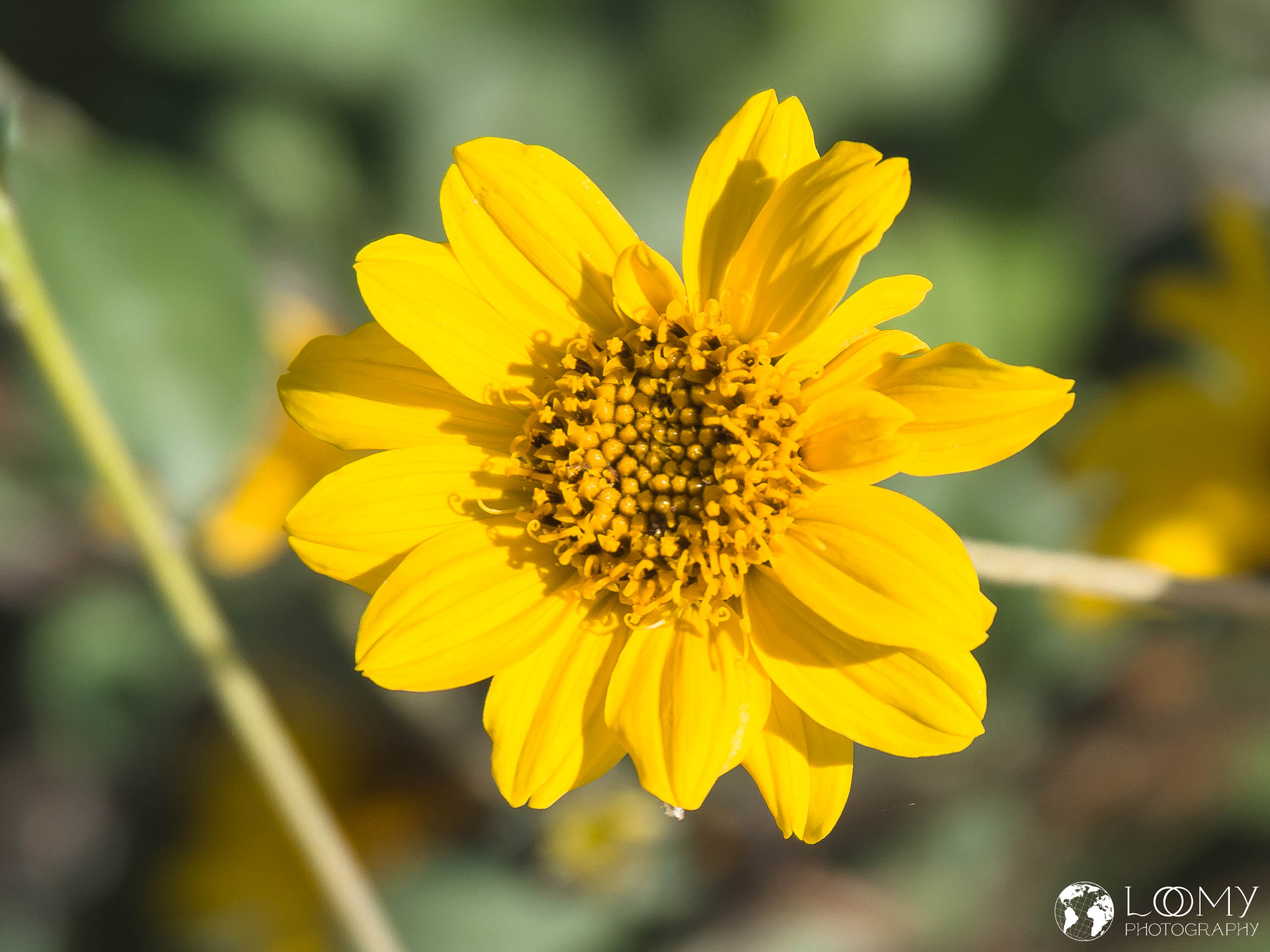 Brittlebush