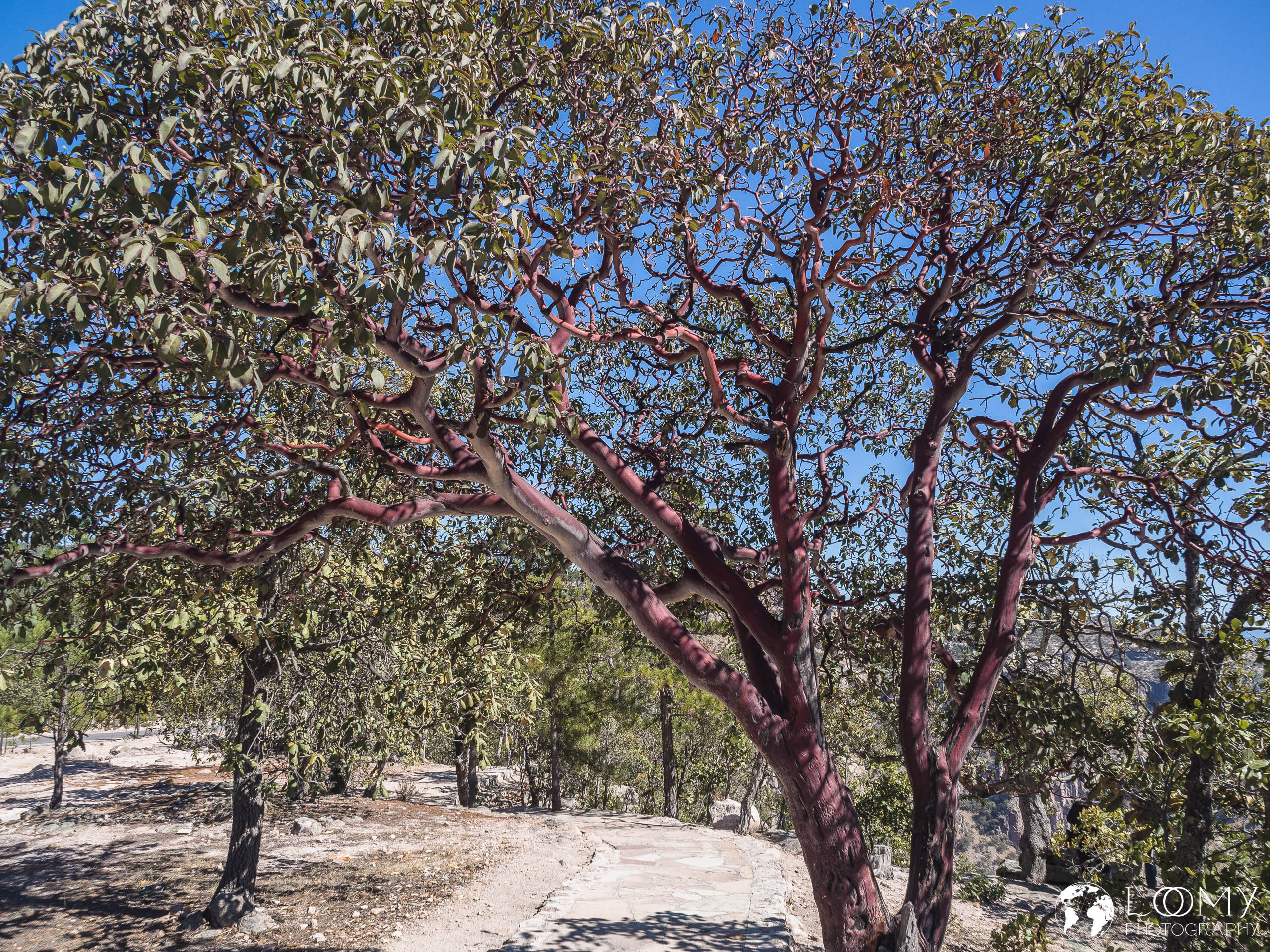 Arizona-Erdbeerbaum