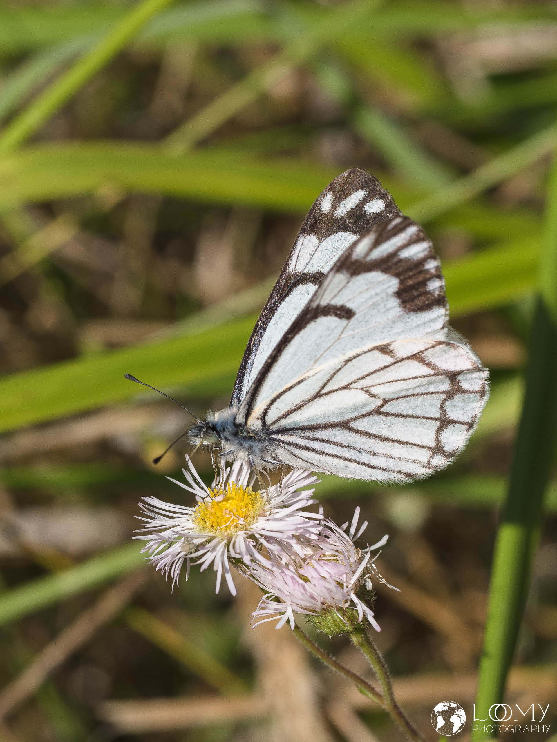 Pine white butterfly