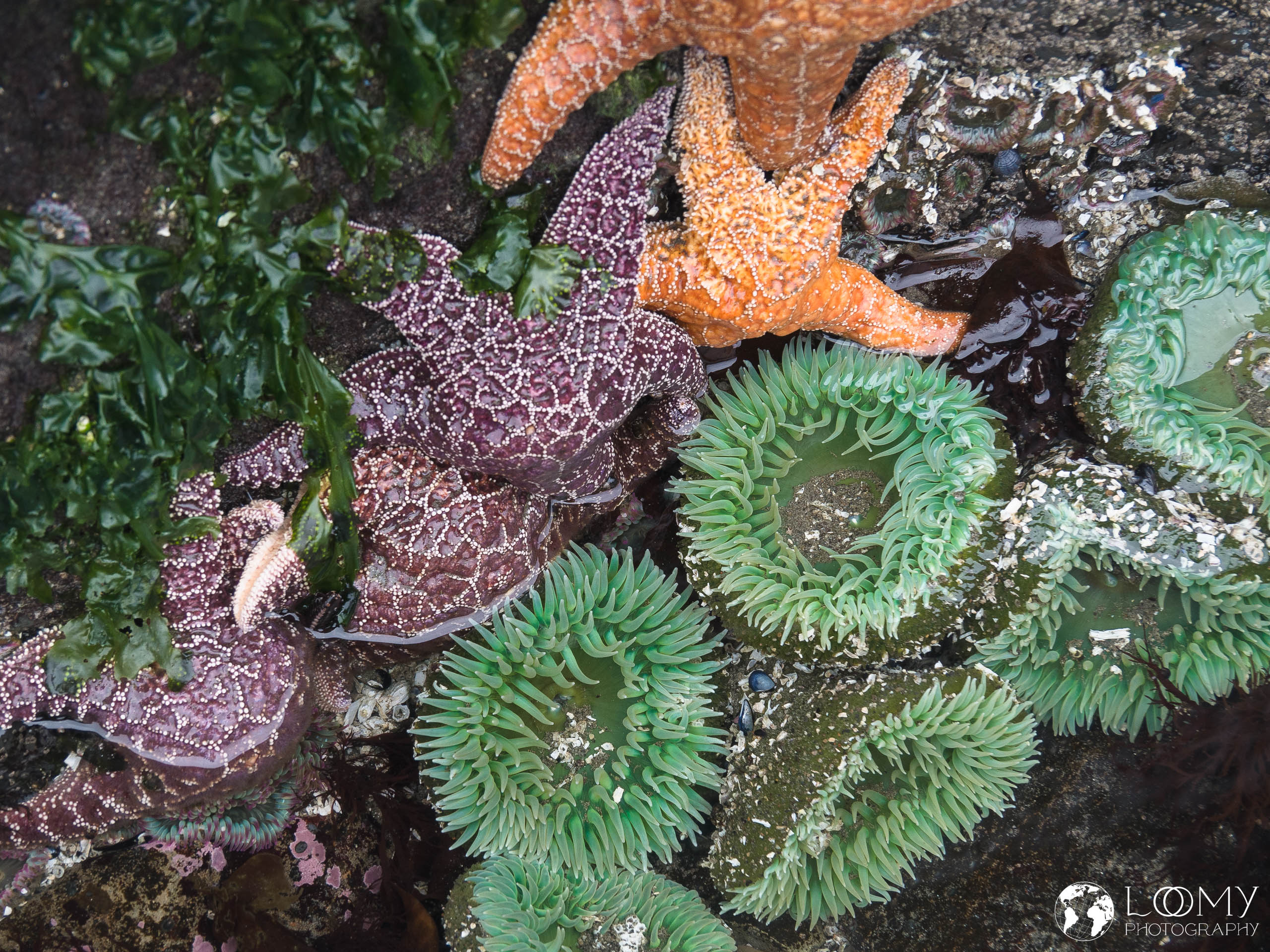 Grüne Riesenanemone